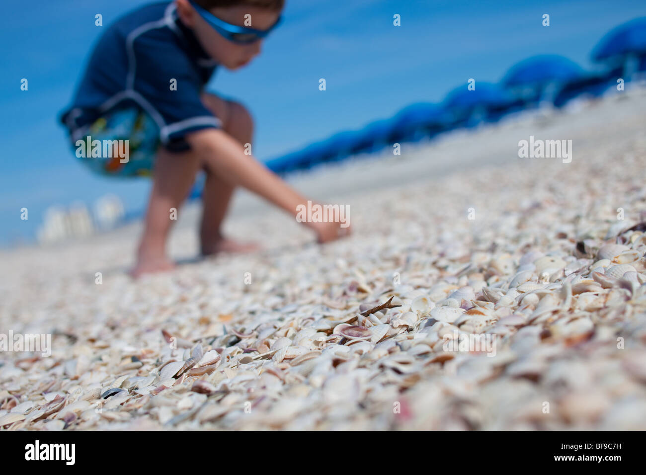 Sea Shells on Clearwater Beach, Florida Stock Photo