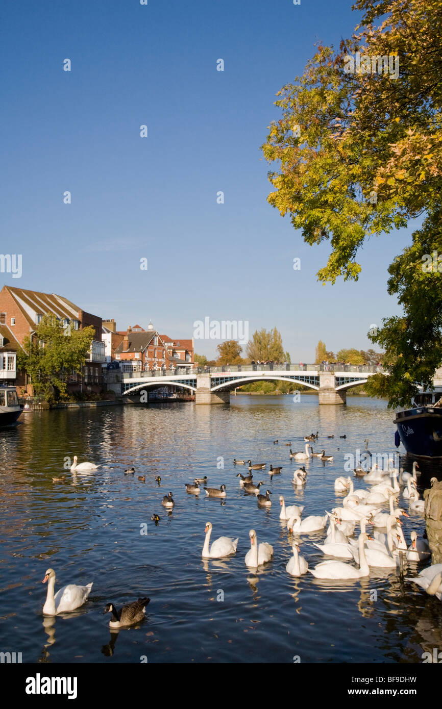 Eton Bridge over the River Thames with geese, ducks and swans in foreground, Windsor UK Stock Photo