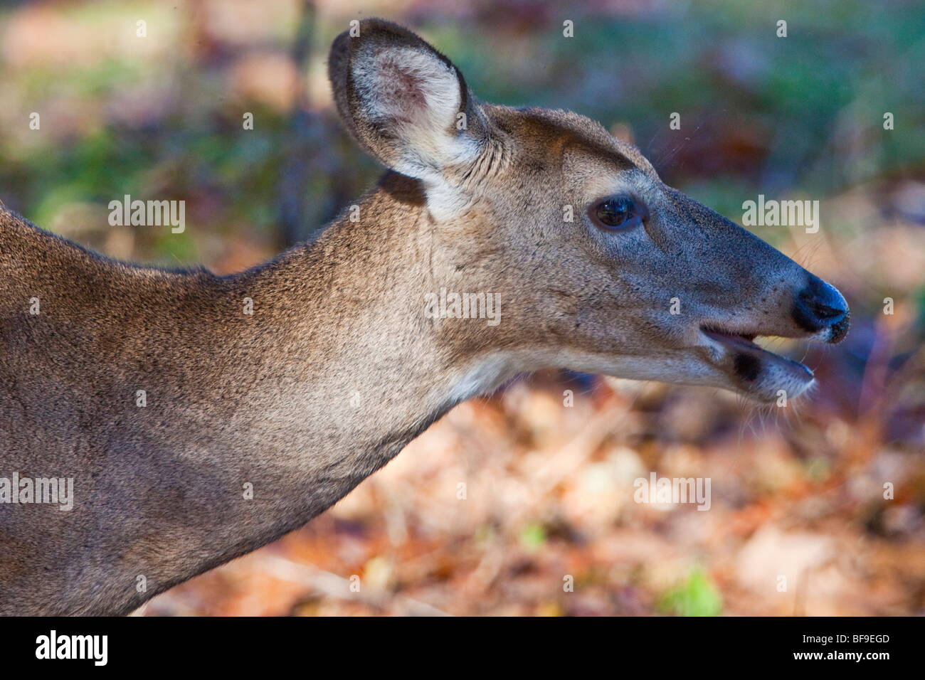 White Tailed Deer feeding on Skyline Drive in Virginia Stock Photo Alamy