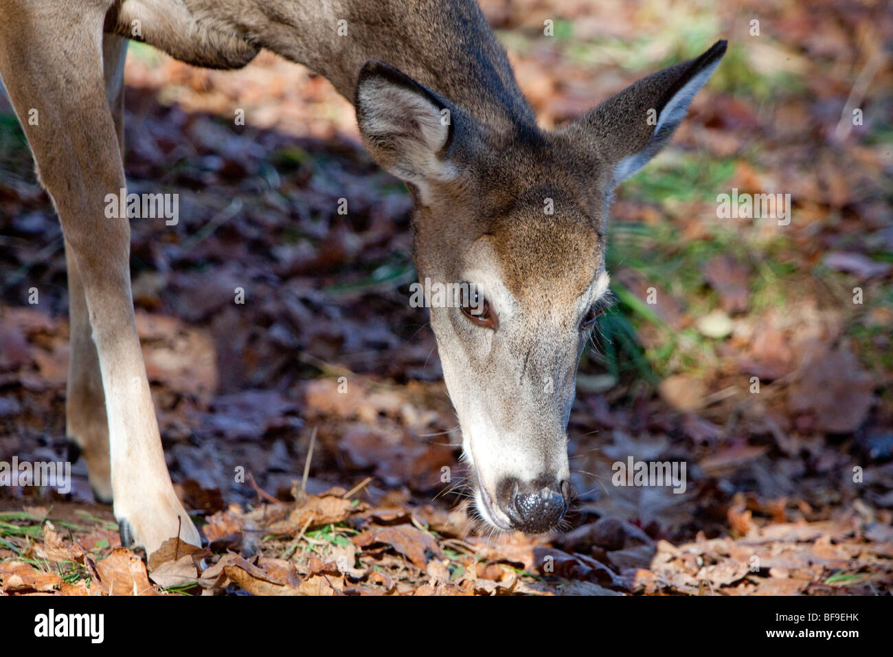 White Tailed Deer feeding on Skyline Drive in Virginia Stock Photo Alamy