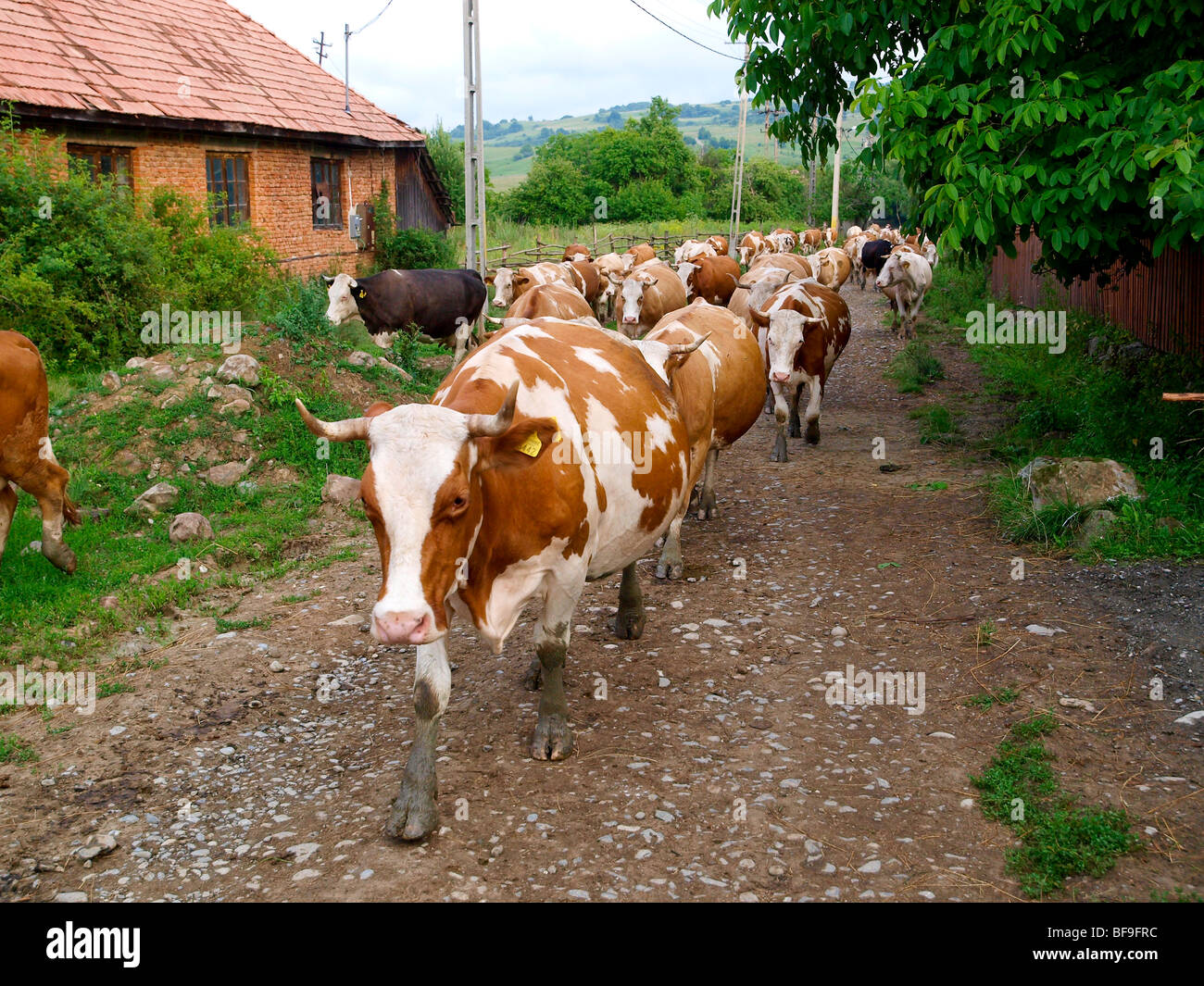 Europe cow old romanian traditonal hi-res stock photography and images -  Alamy