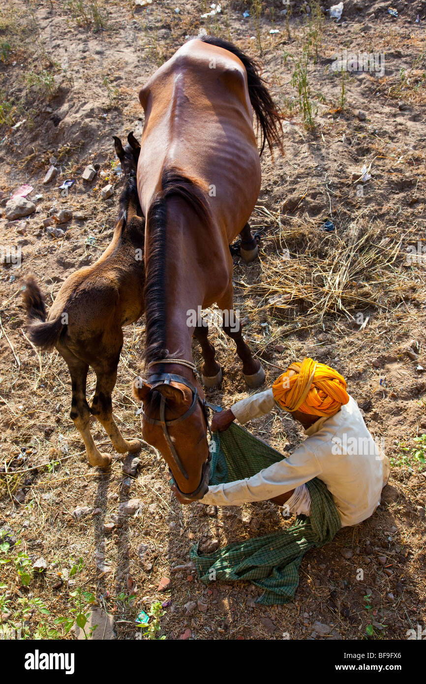 Rajput man feeding his horse at the Pushkar Mela in Pushkar in Rajasthan India Stock Photo