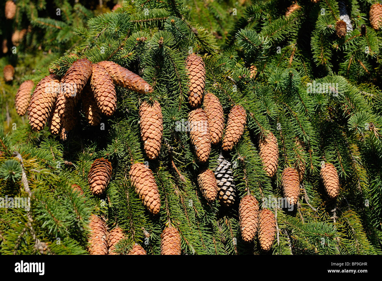 Pine Cones. Stock Photo