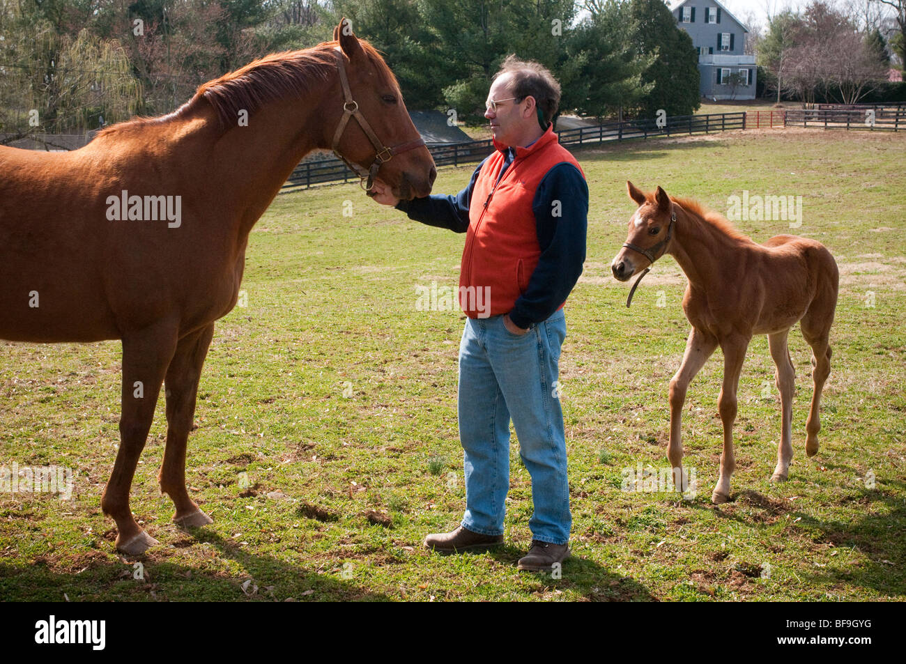 Josh Pons, Country Life Farm , with mare and foal Stock Photo