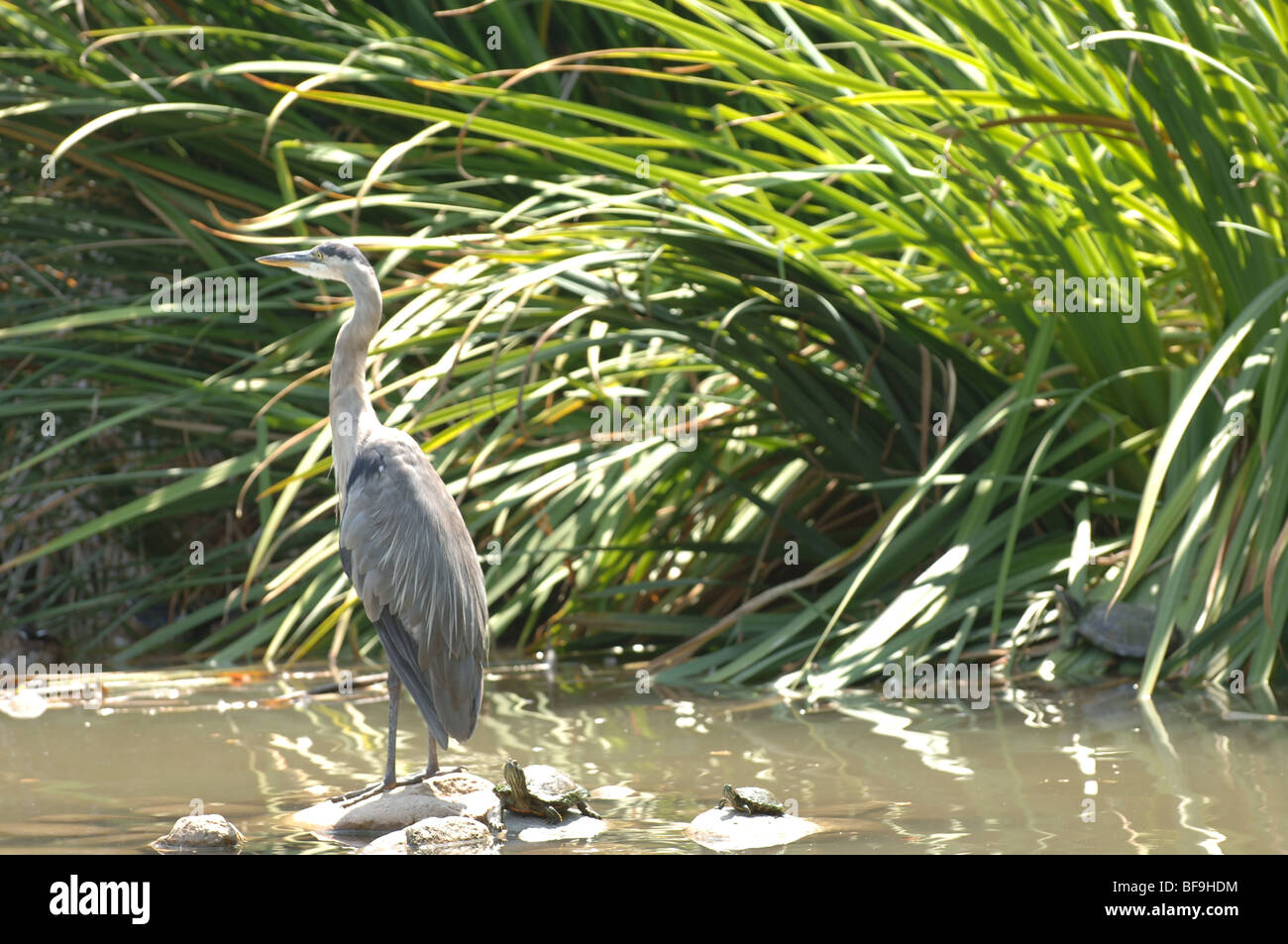 Blue Heron standing on some rocks with small turtles in a pond. Stock Photo