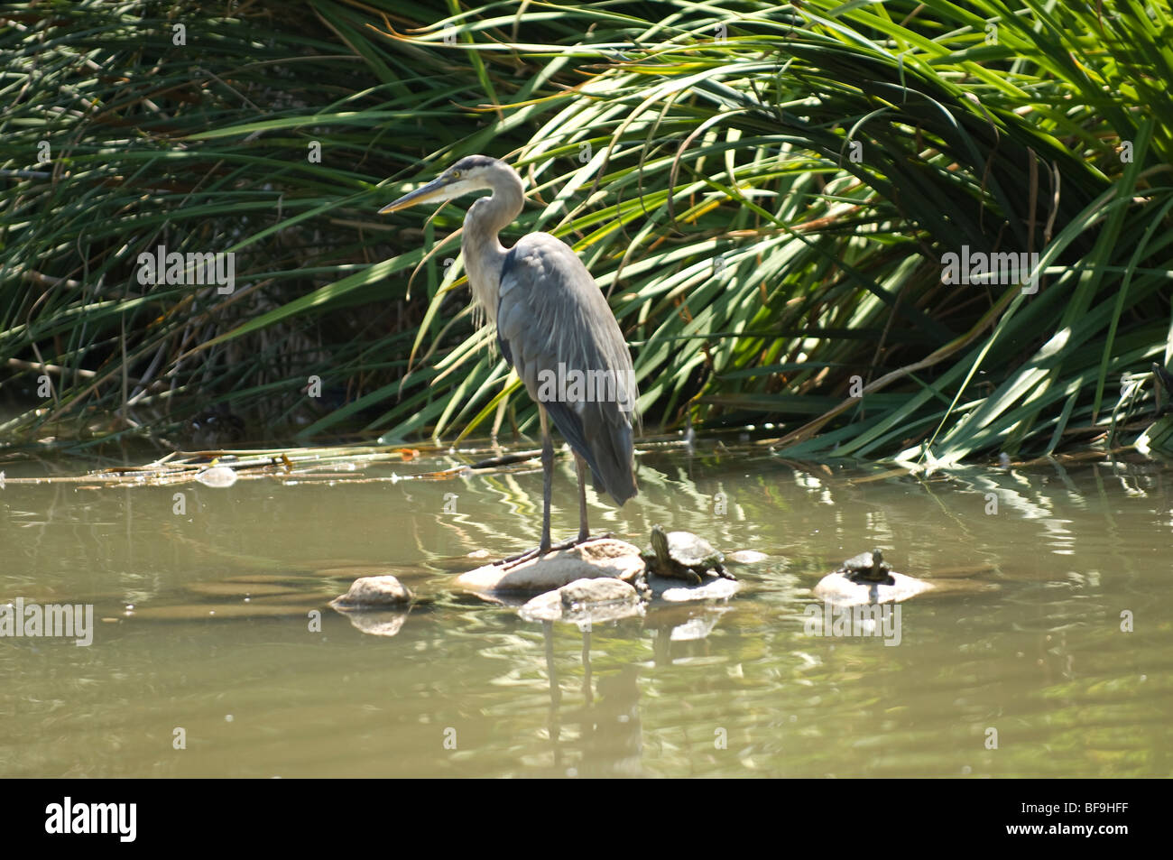 Blue Heron standing on some rocks with small turtles in a pond. Stock Photo