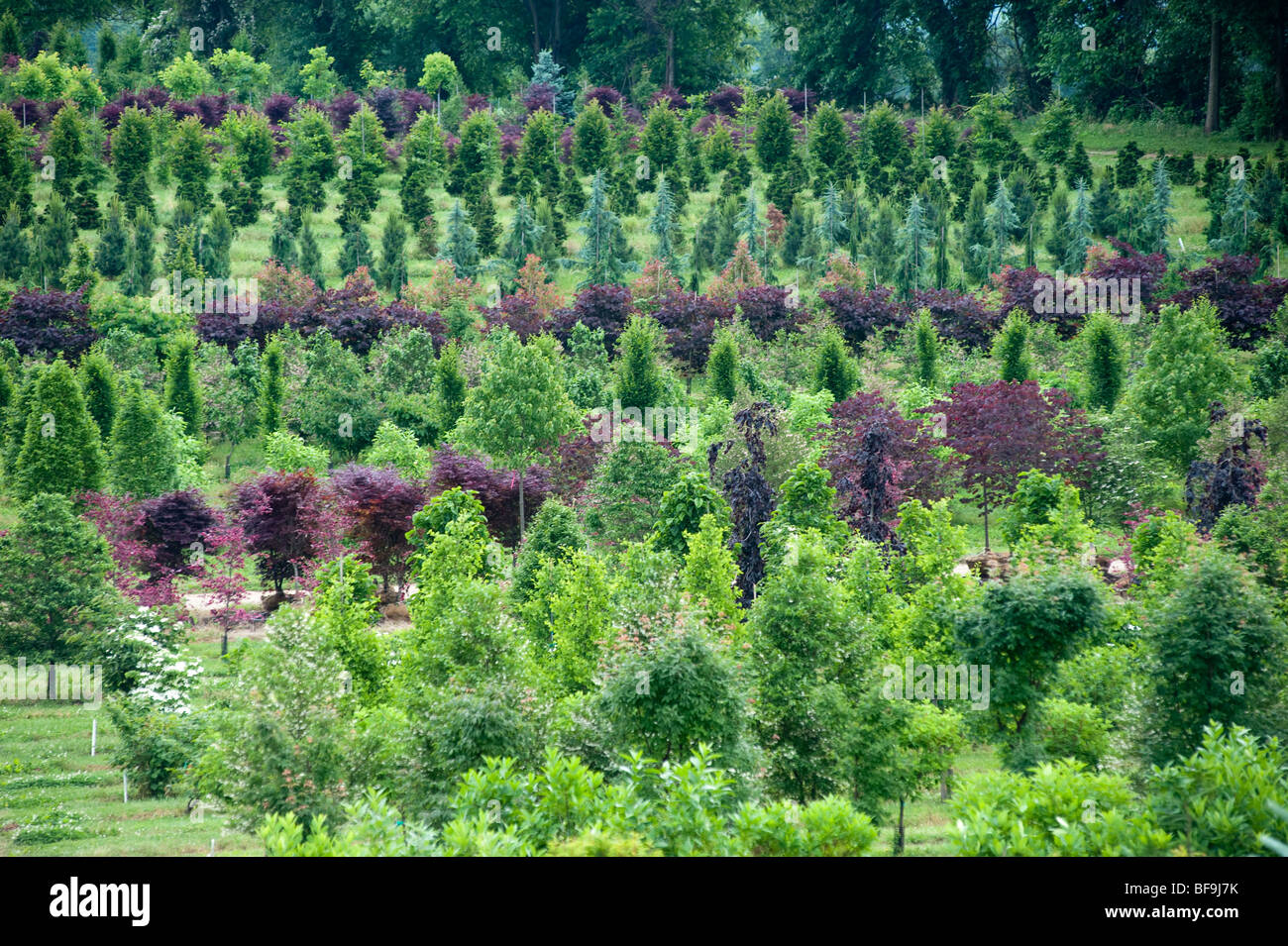 Ornamental trees at commercial Nursery Stock Photo