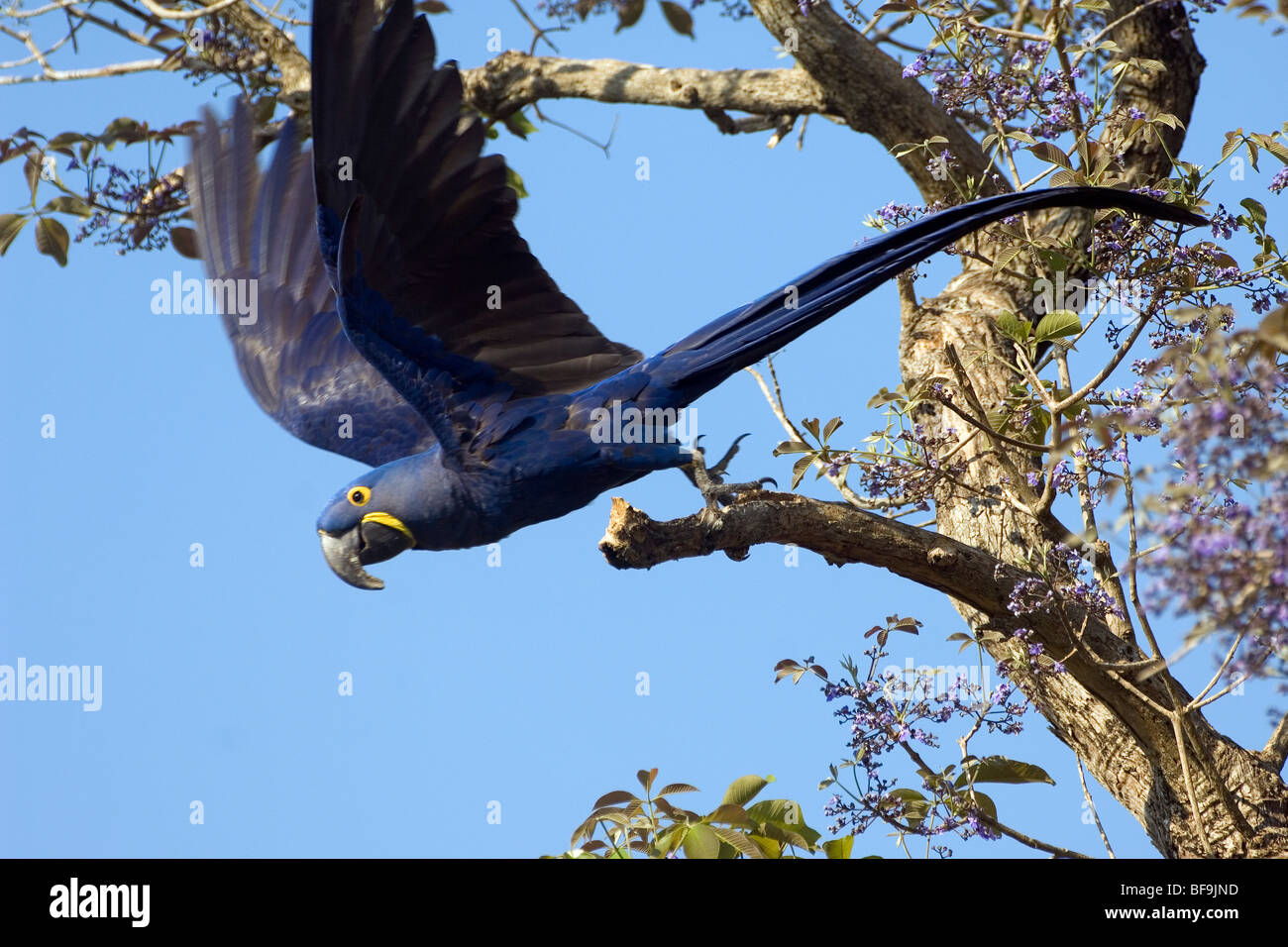 Hyacinth Macaw, Pantanal, Brazil Ara hyacinthe Stock Photo