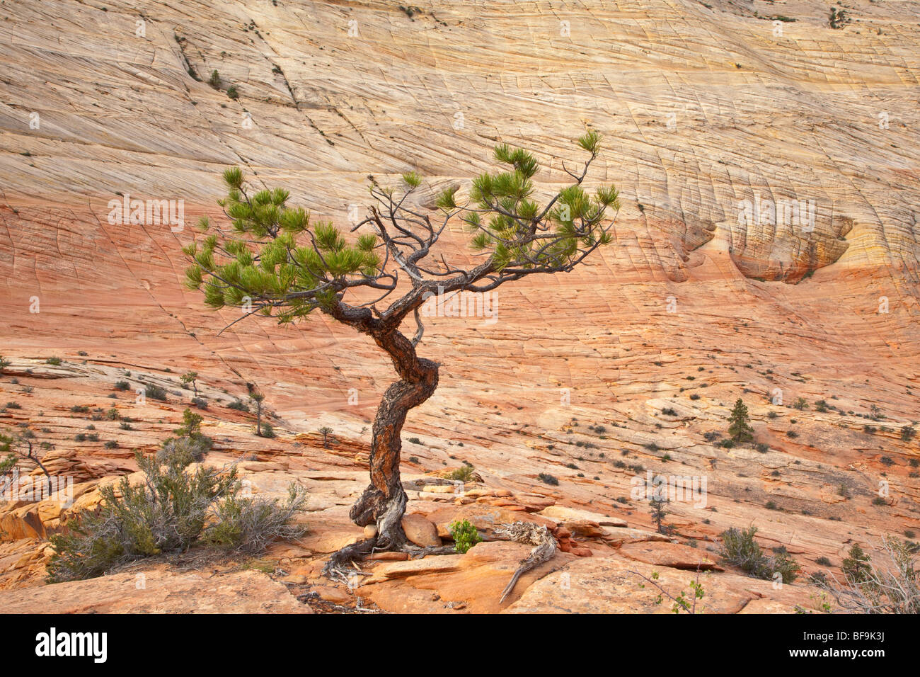 Gnarled ponderosa pine grows amid slickrock of Navajo Sandstone, along Zion-Mt. Carmel Highway, near East Entrance of Zion Natio Stock Photo
