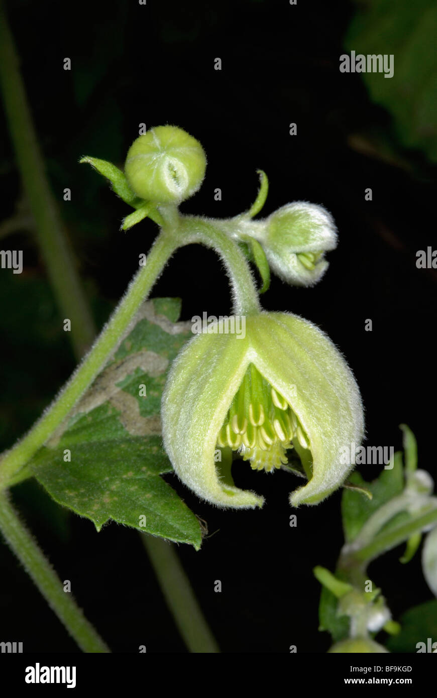 Opening Flower of Clematis sp. Stock Photo