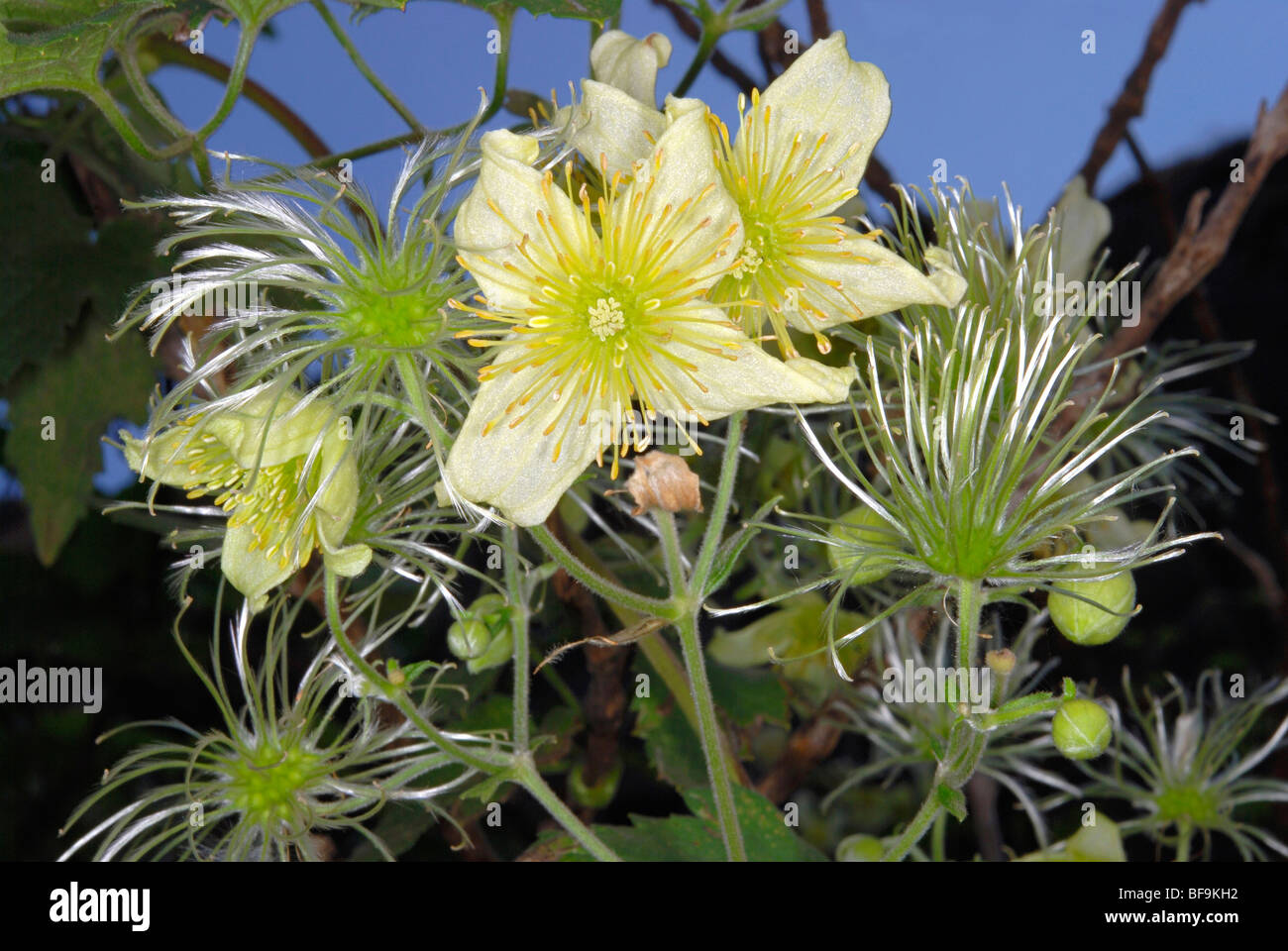 Flowers of Clematis sp. Stock Photo