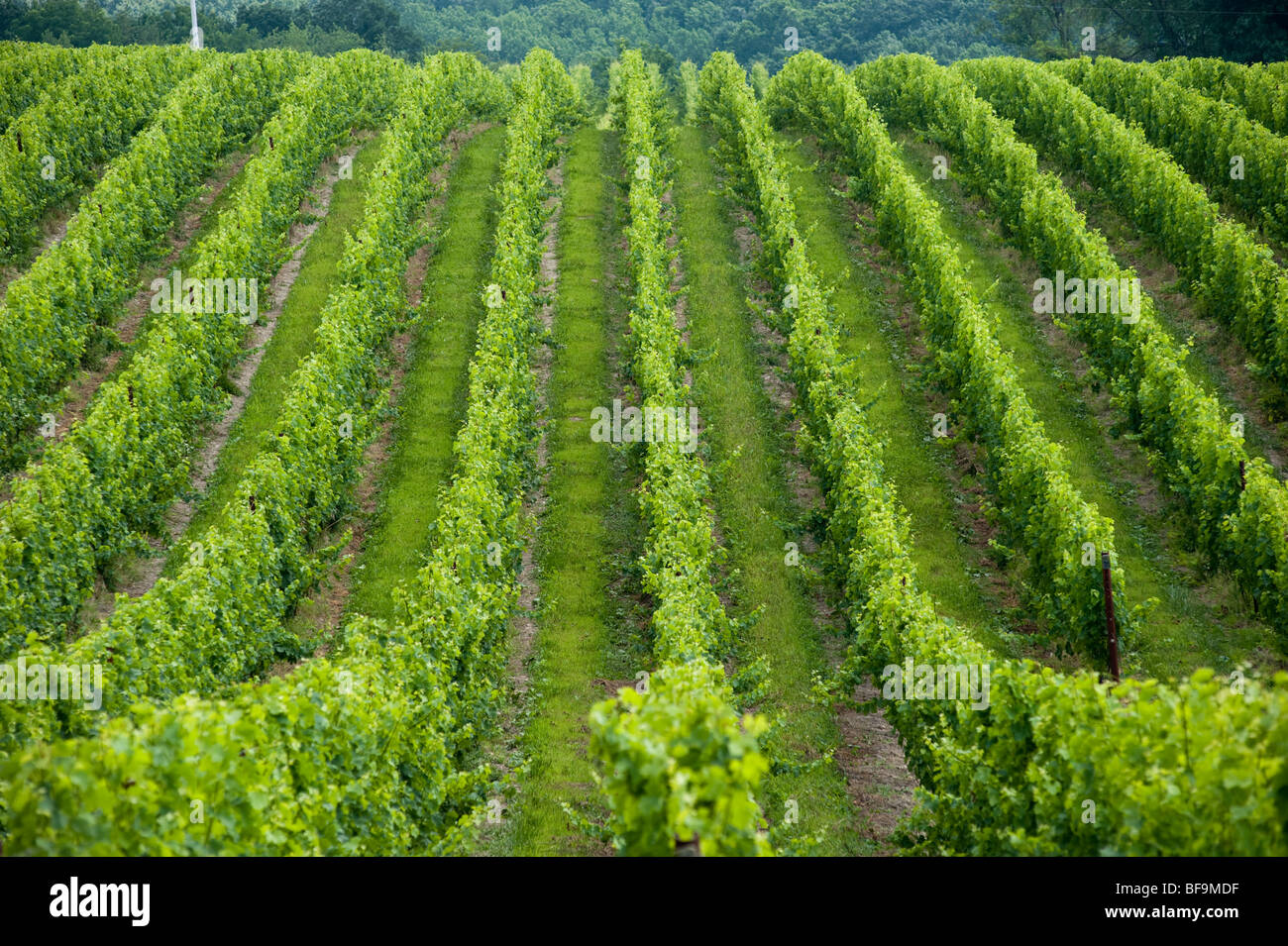 Black Ankle Vinyard , Mt Airy Maryland Stock Photo