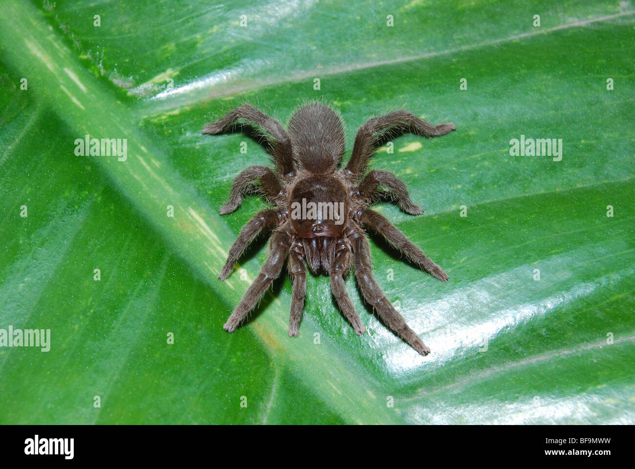 Trap door spider, superfamily Idiopoidea are a mygalomorph spider family. They have a large body that  looks  like a tarantula Stock Photo