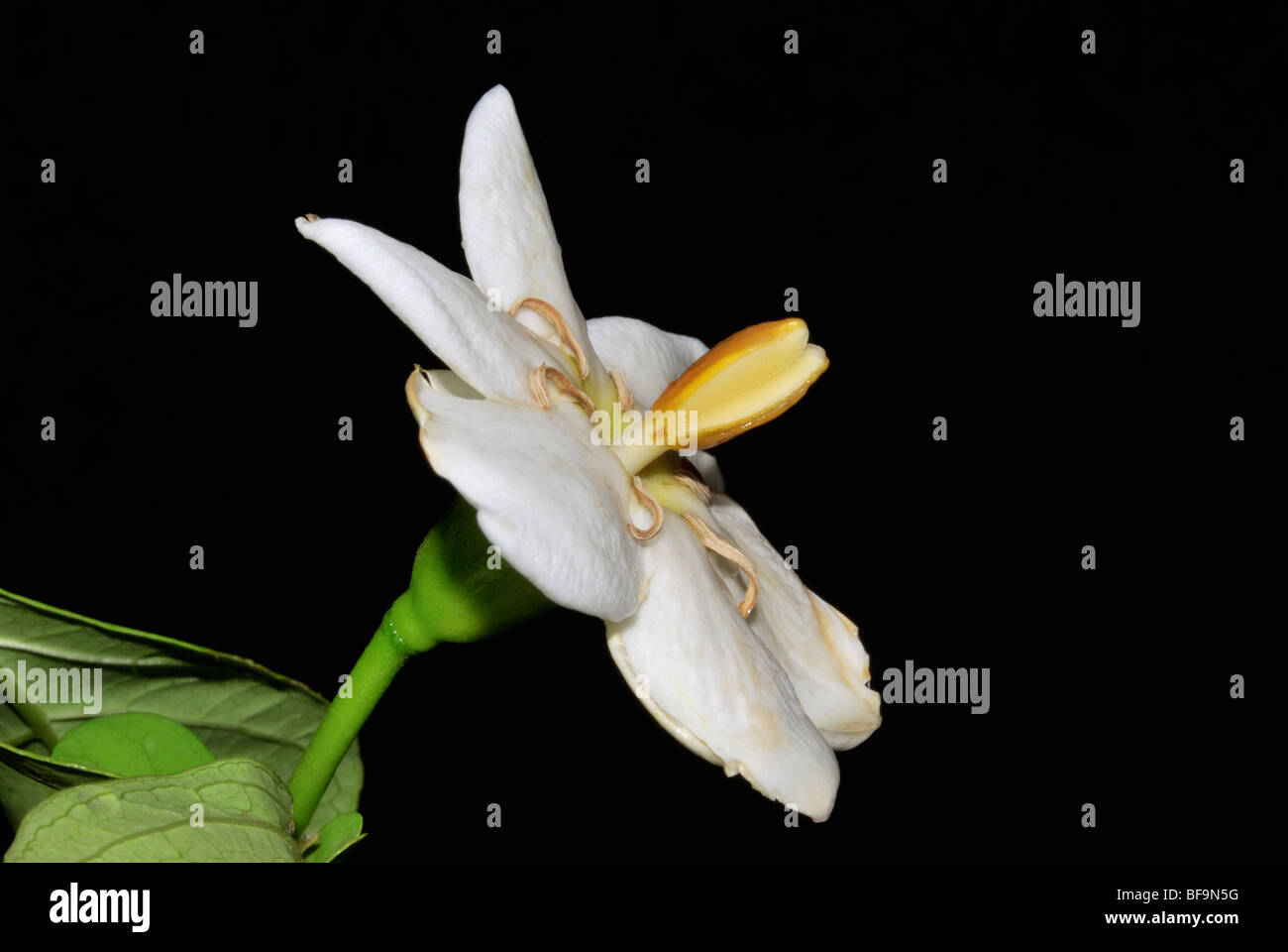 Gardenia resinifera Stock Photo