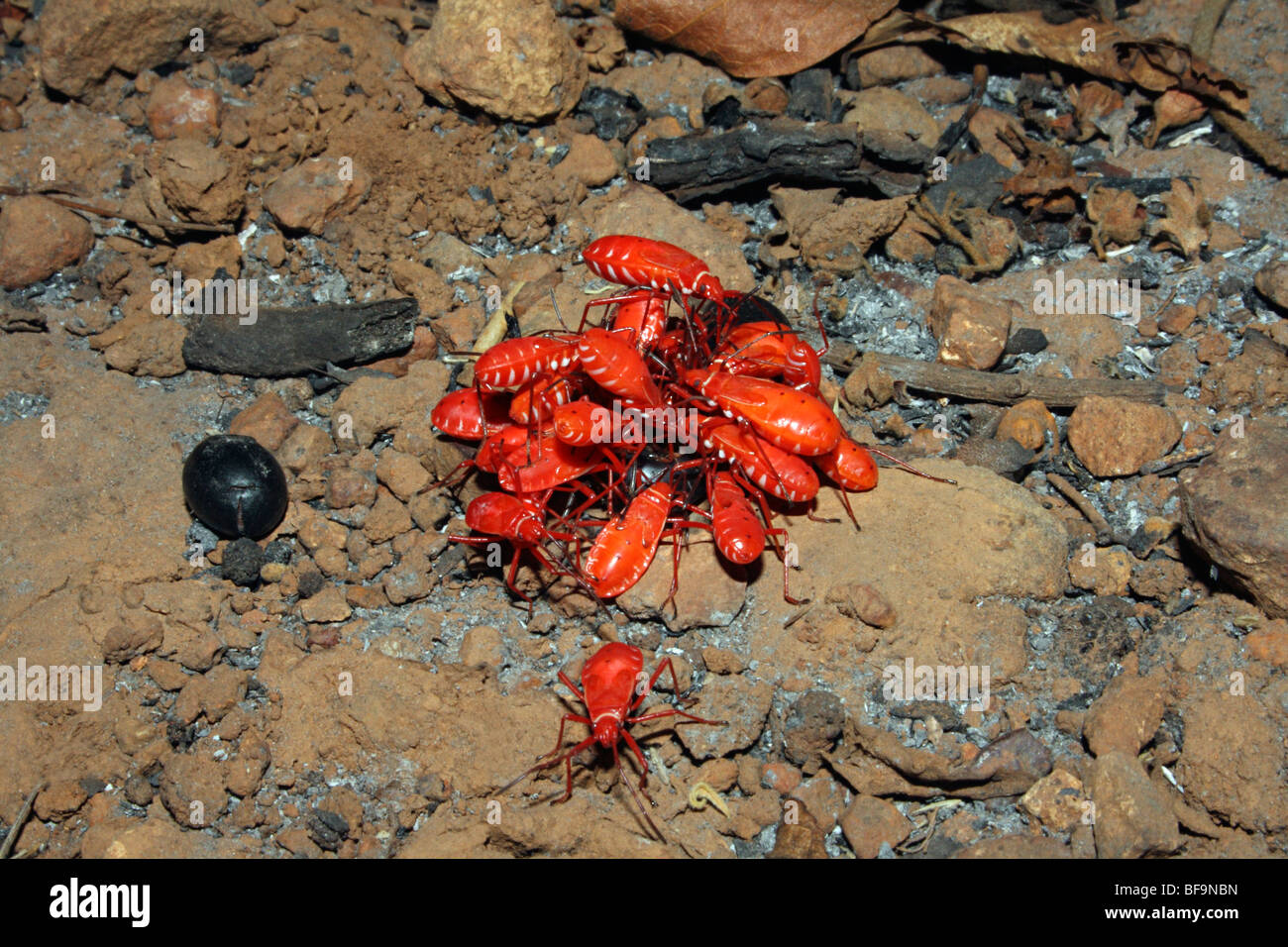 Red Silk Cotton Bugs Stock Photo