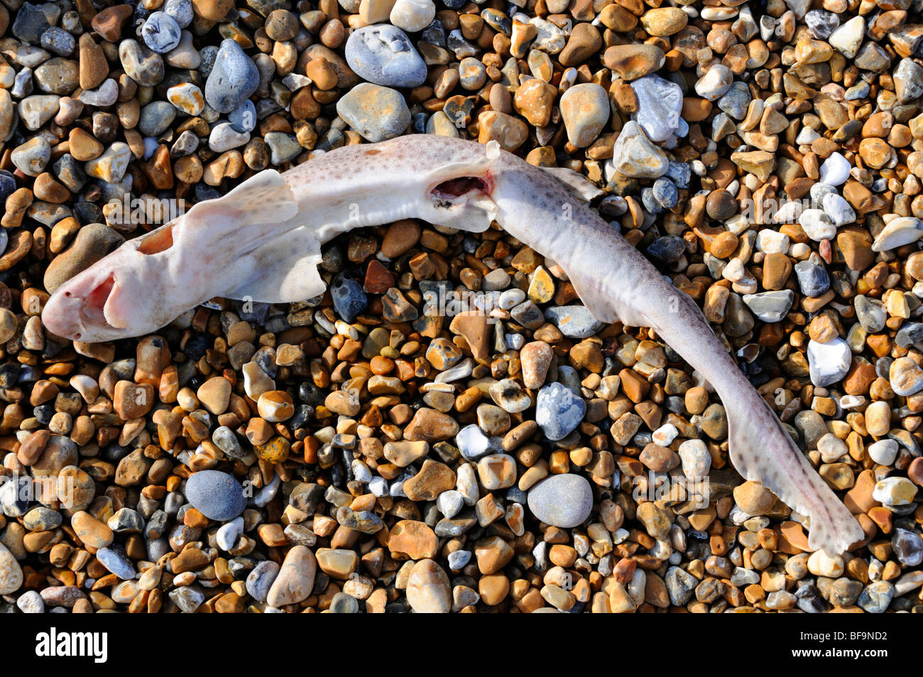 Dead Lesser Spotted Dogfish (Scyliorhinus canicula) on Hastings Beach UK Stock Photo