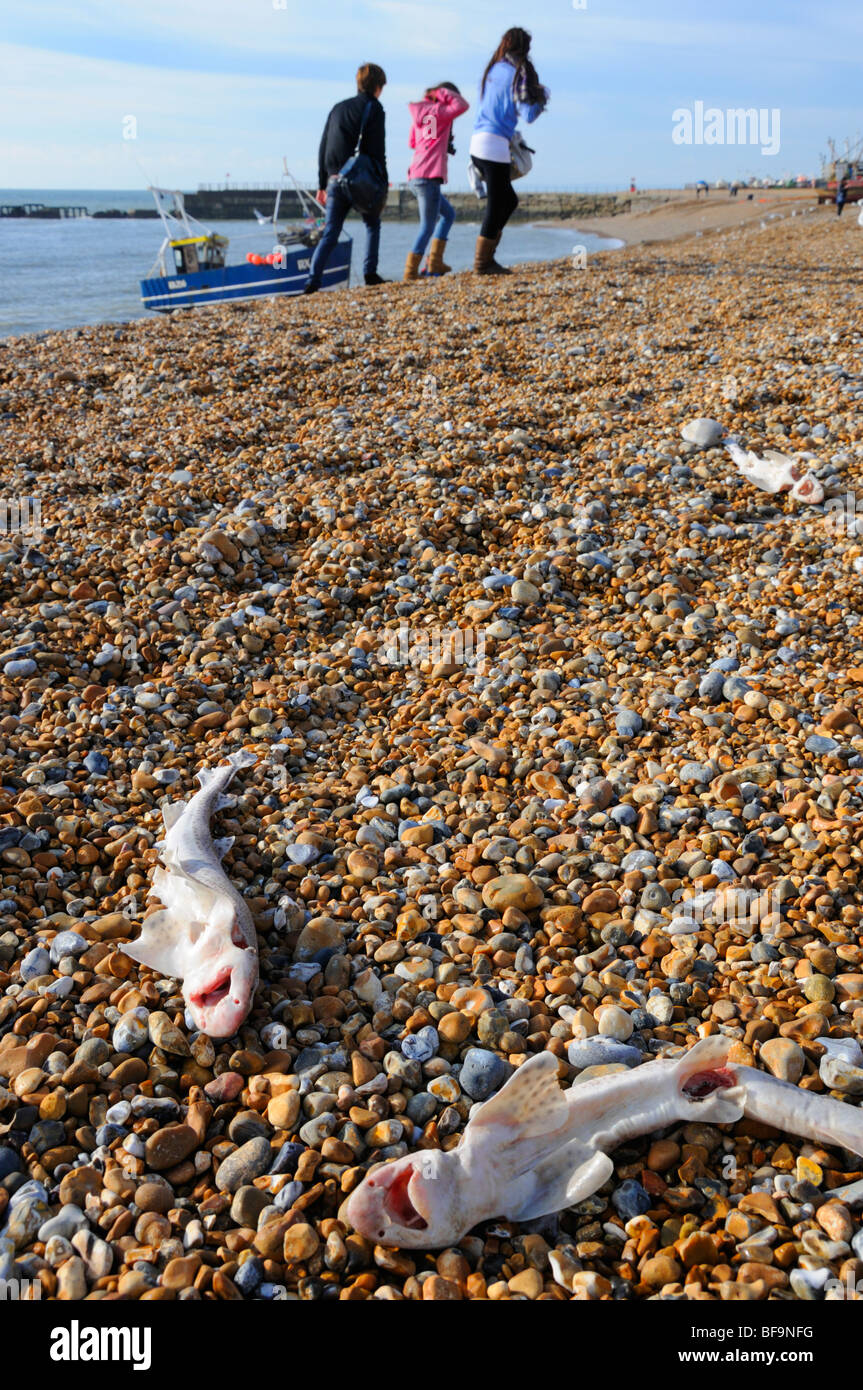 Hastings, East Sussex, England, UK. Dead lesser spotted dogfish on the pebble beach with fishing boat in the background Stock Photo