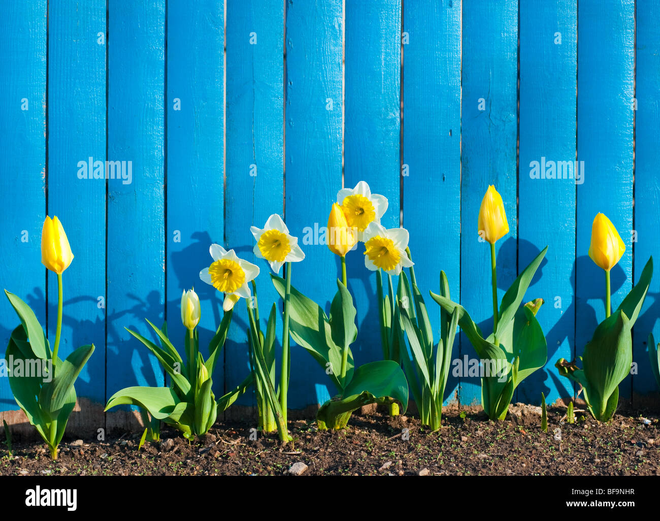 yellow flowers against blue wall Stock Photo