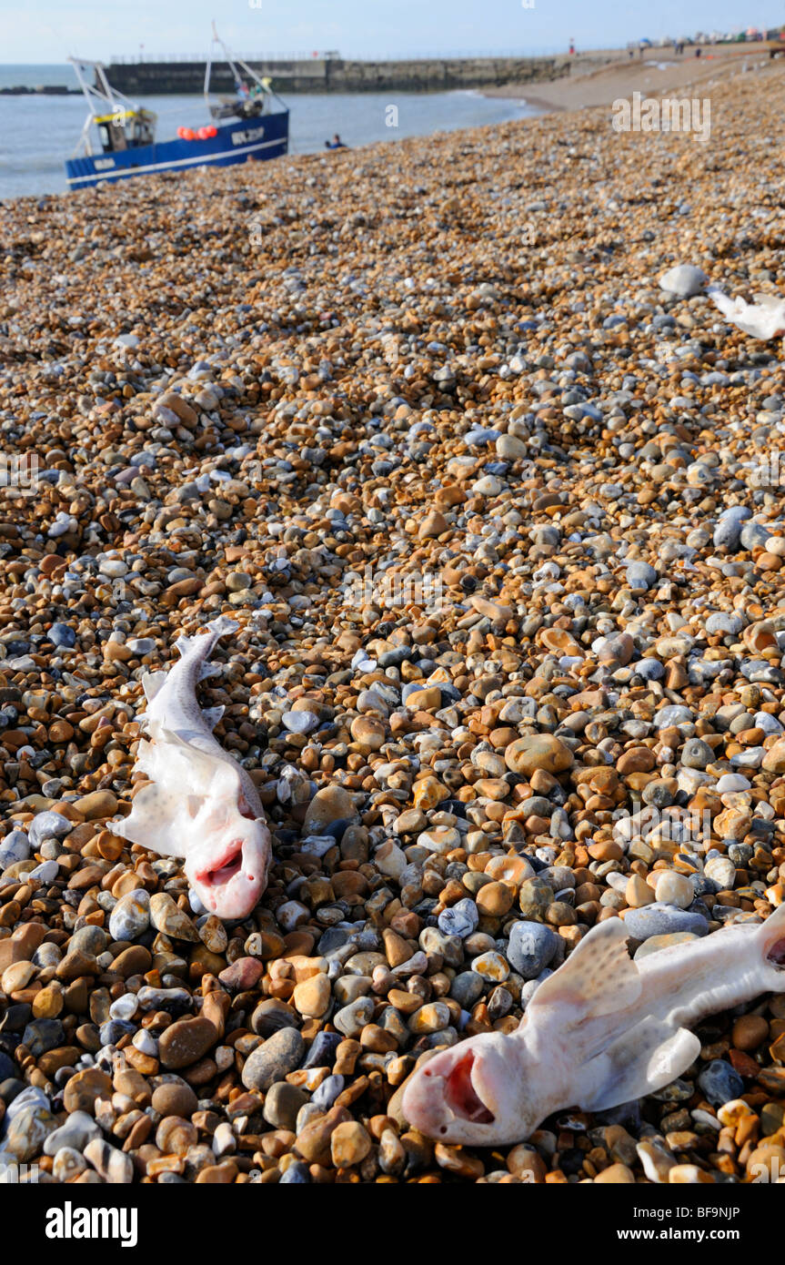 Hastings, East Sussex, England, UK. Dead Lesser Spotted Dogfish (Scyliorhinus canicula) on the pebble beach Stock Photo