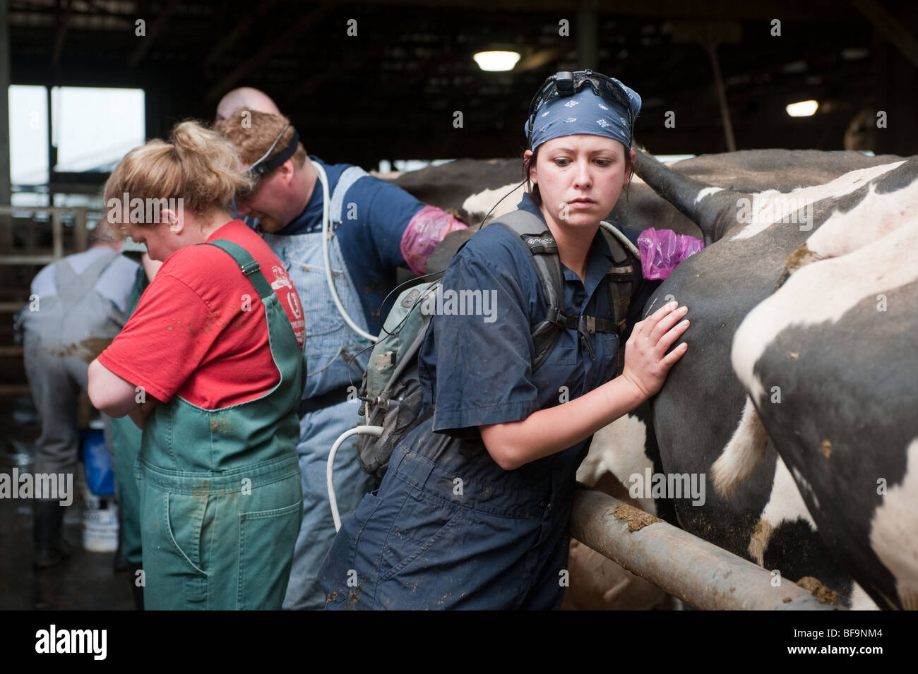 Vets pregnancy testing dairy cows using ultrasound equipment on farm
