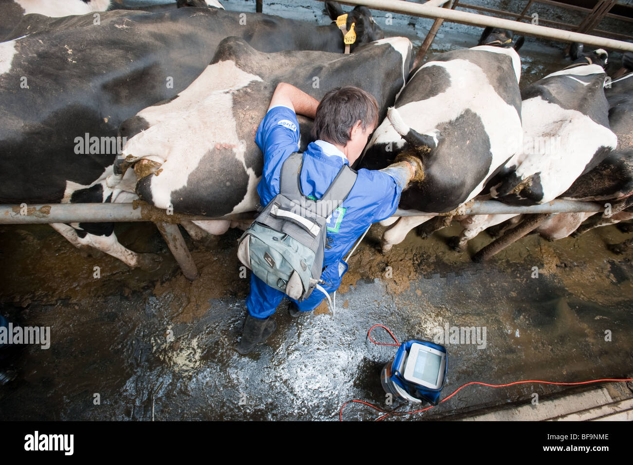 Vets pregnancy testing dairy cows using ultrasound equipment on farm