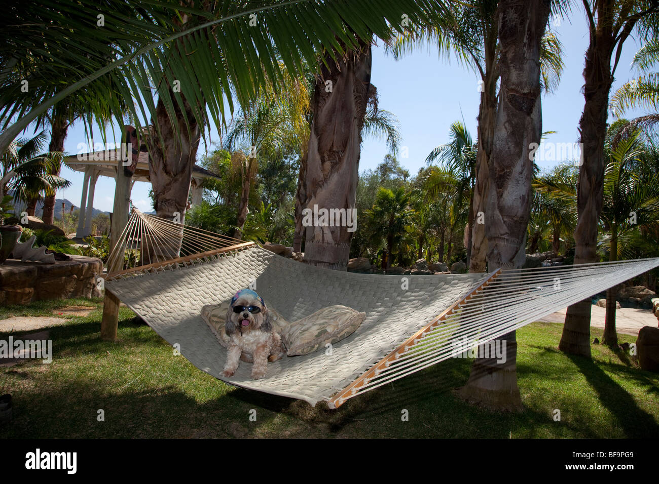 dog hotel relaxing holiday deluxe canyon ranch Stock Photo Alamy