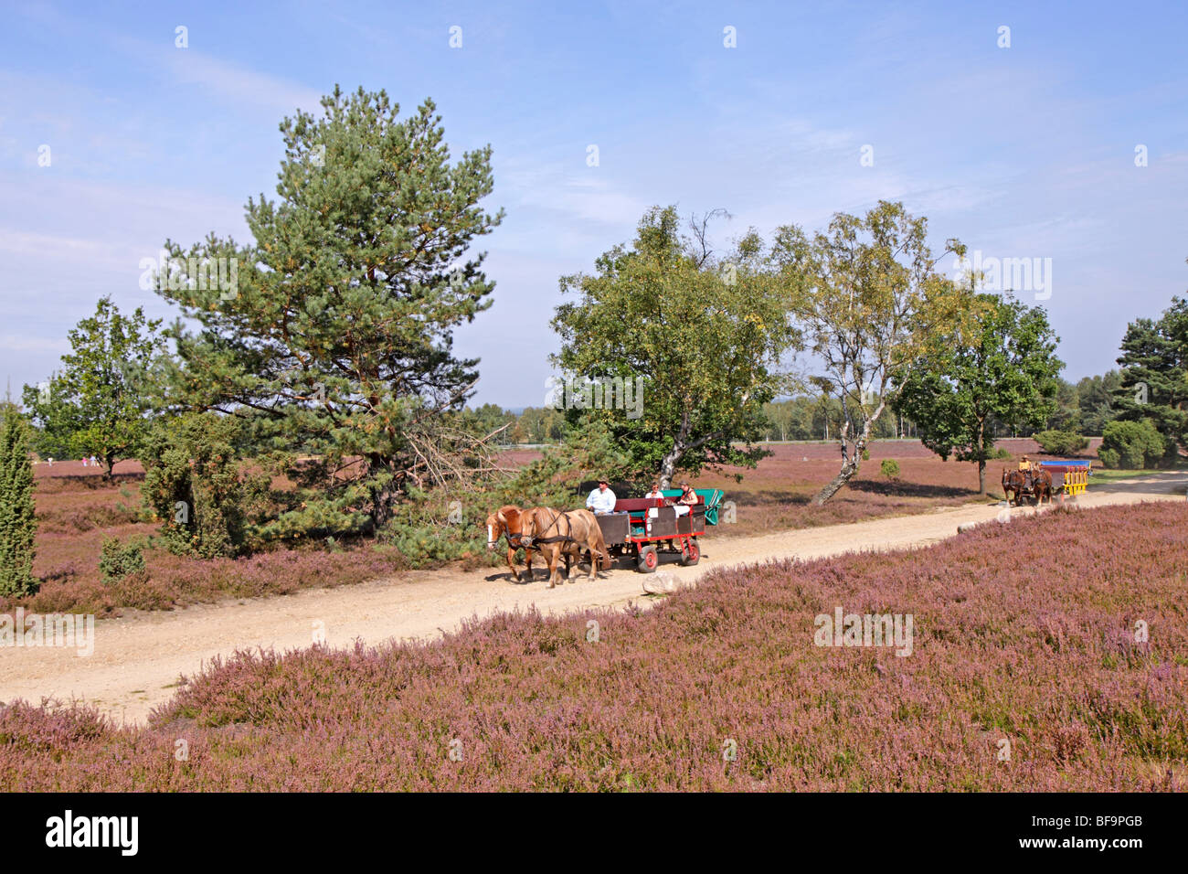 horsecart ride through Luneburg Heath, Lower Saxony, Germany Stock