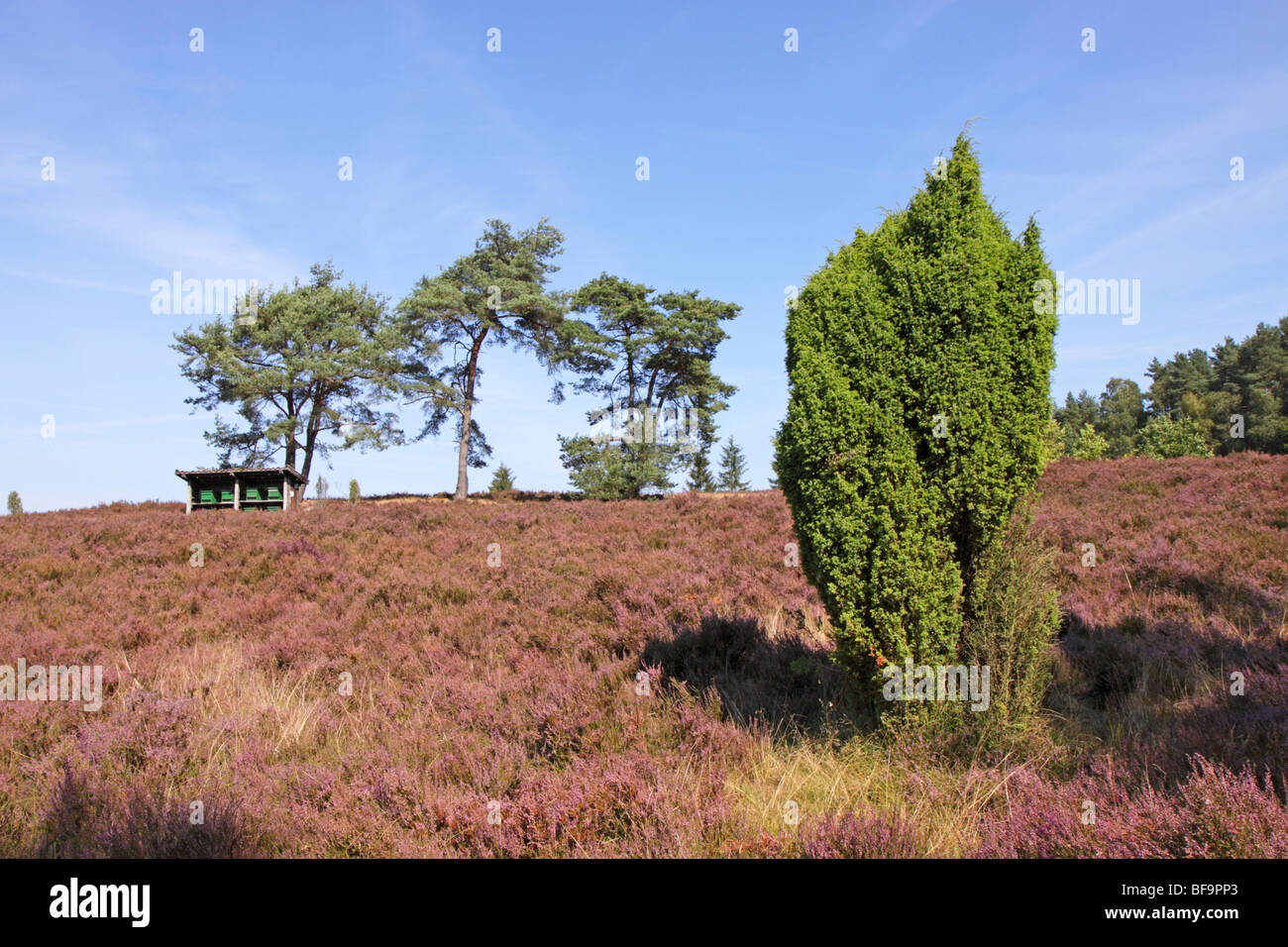 Luneburg Heath, Lower Saxony, Germany Stock Photo