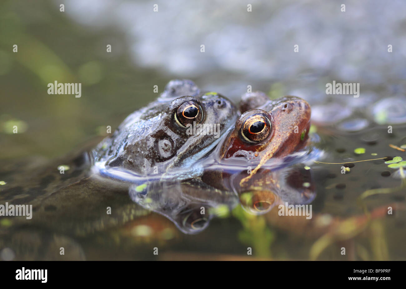 Common frogs mating, England UK Stock Photo