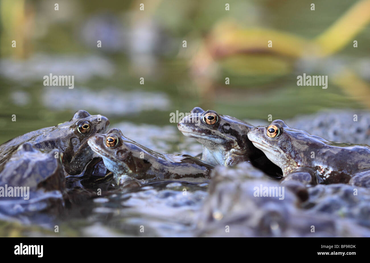 Common european frogs mating hires stock photography and images Alamy