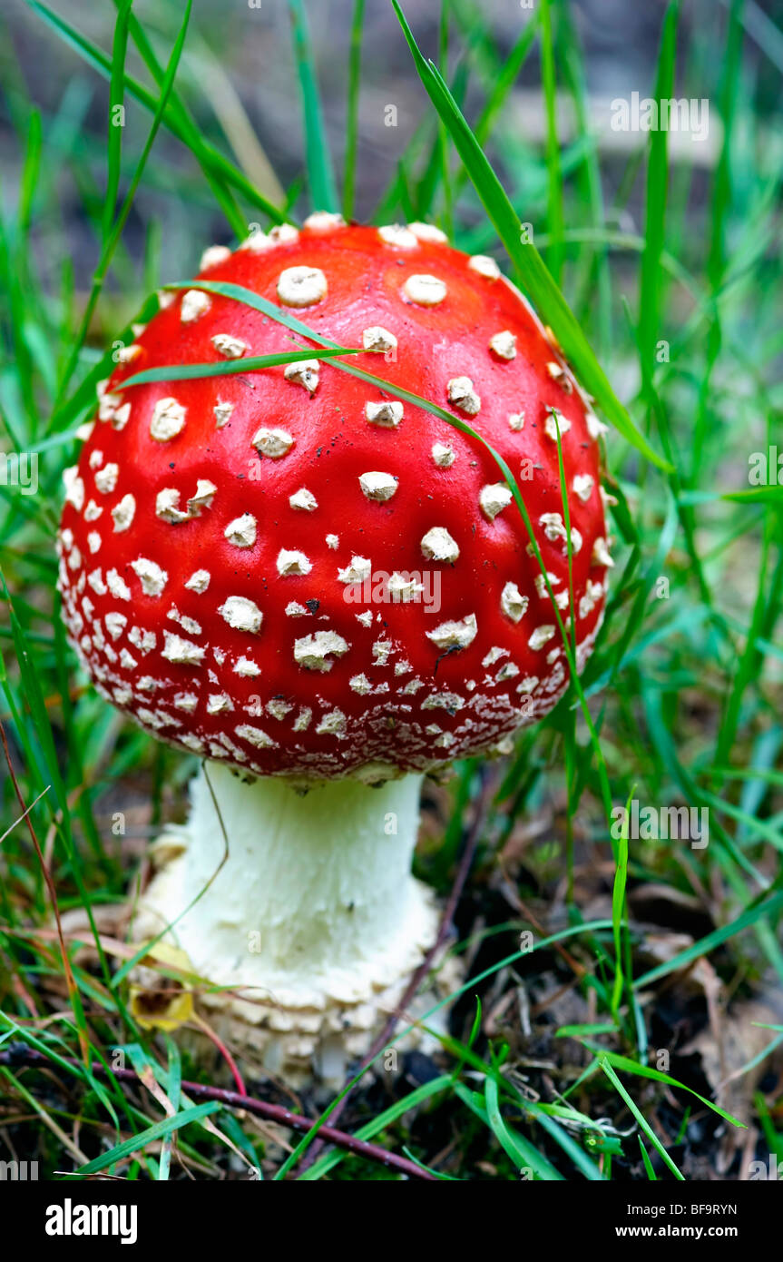 Detail of the fly poison amanita poisonous mushroom Stock Photo Alamy