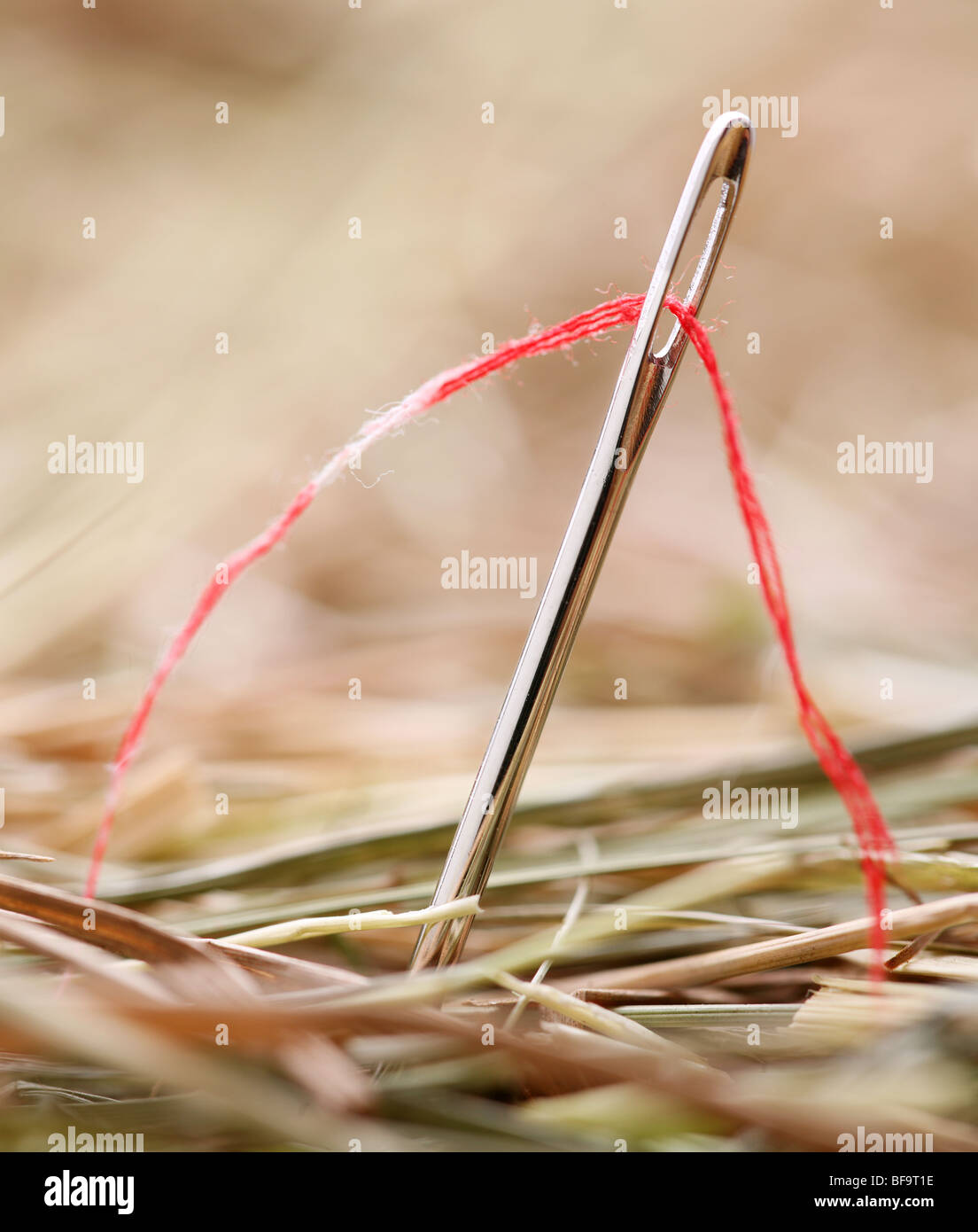 Needle with a red thread in a haystack Stock Photo