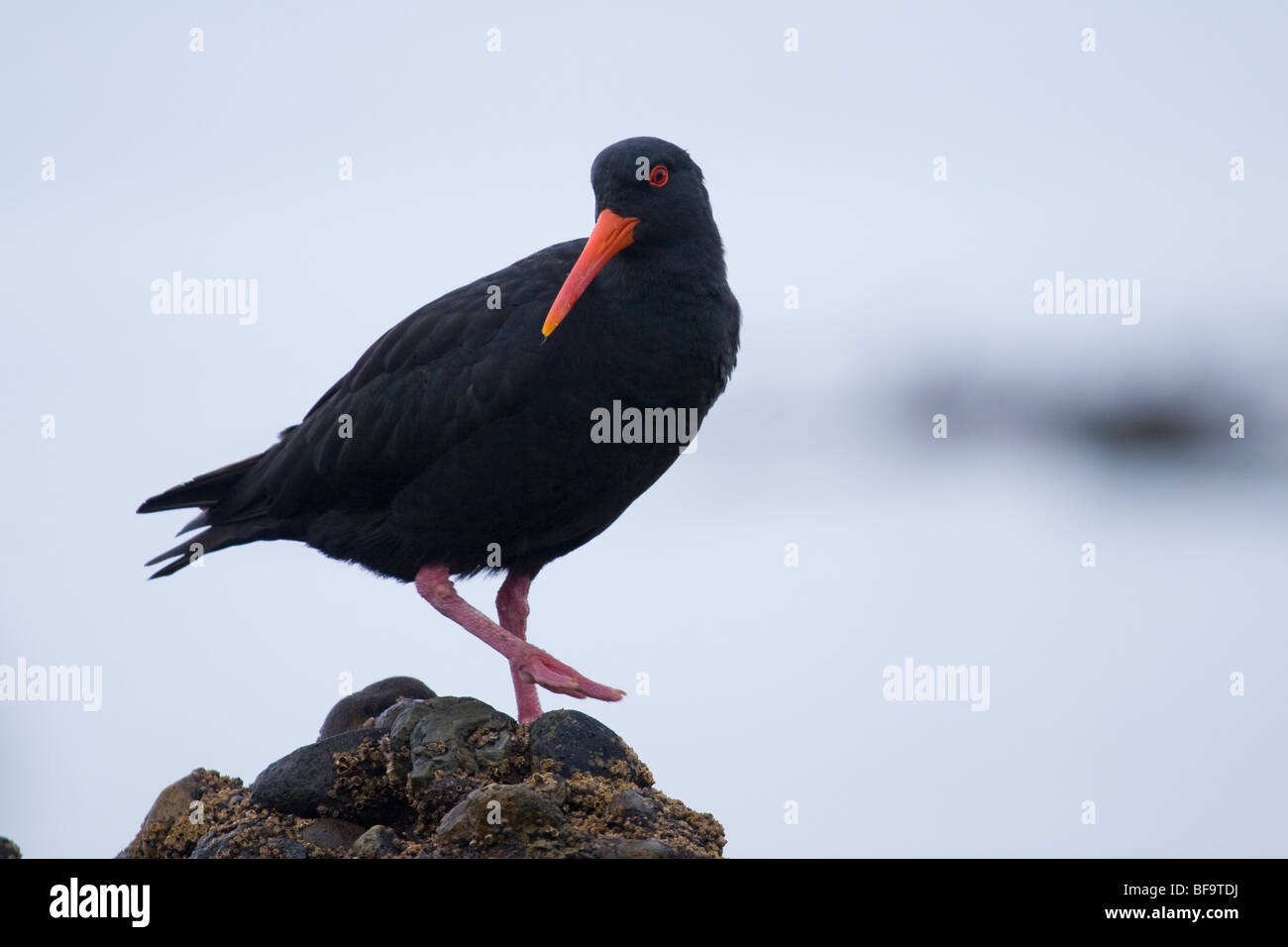 Oyster Catcher (Haematopus longirostris) wandering the rocky shoreline