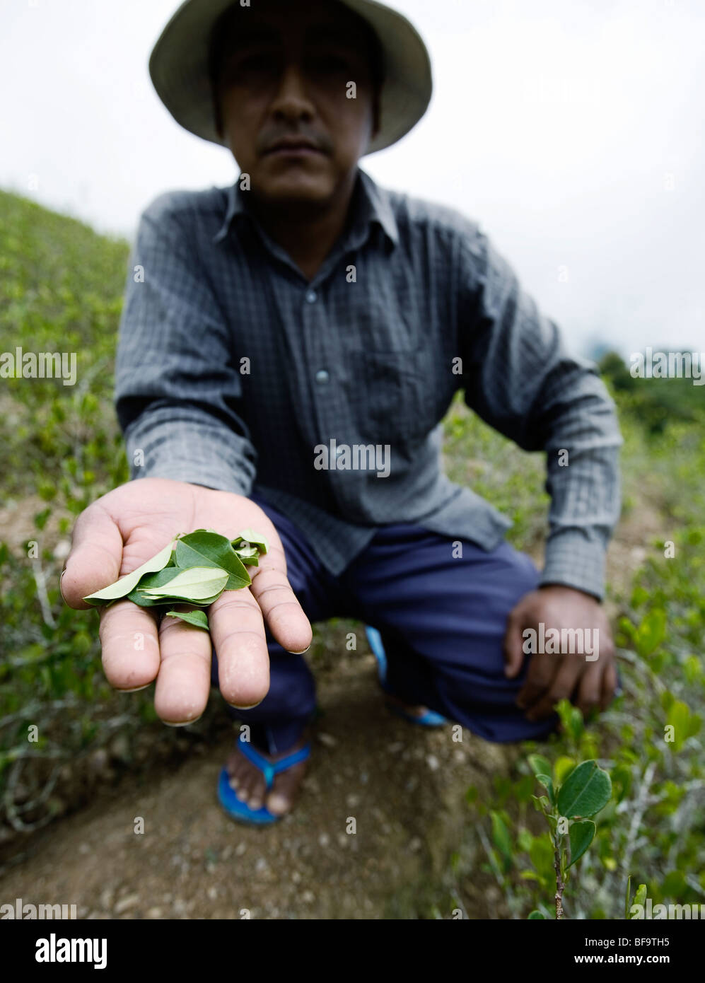 A man picking coca leaves near Coroico, Bolivia. Stock Photo