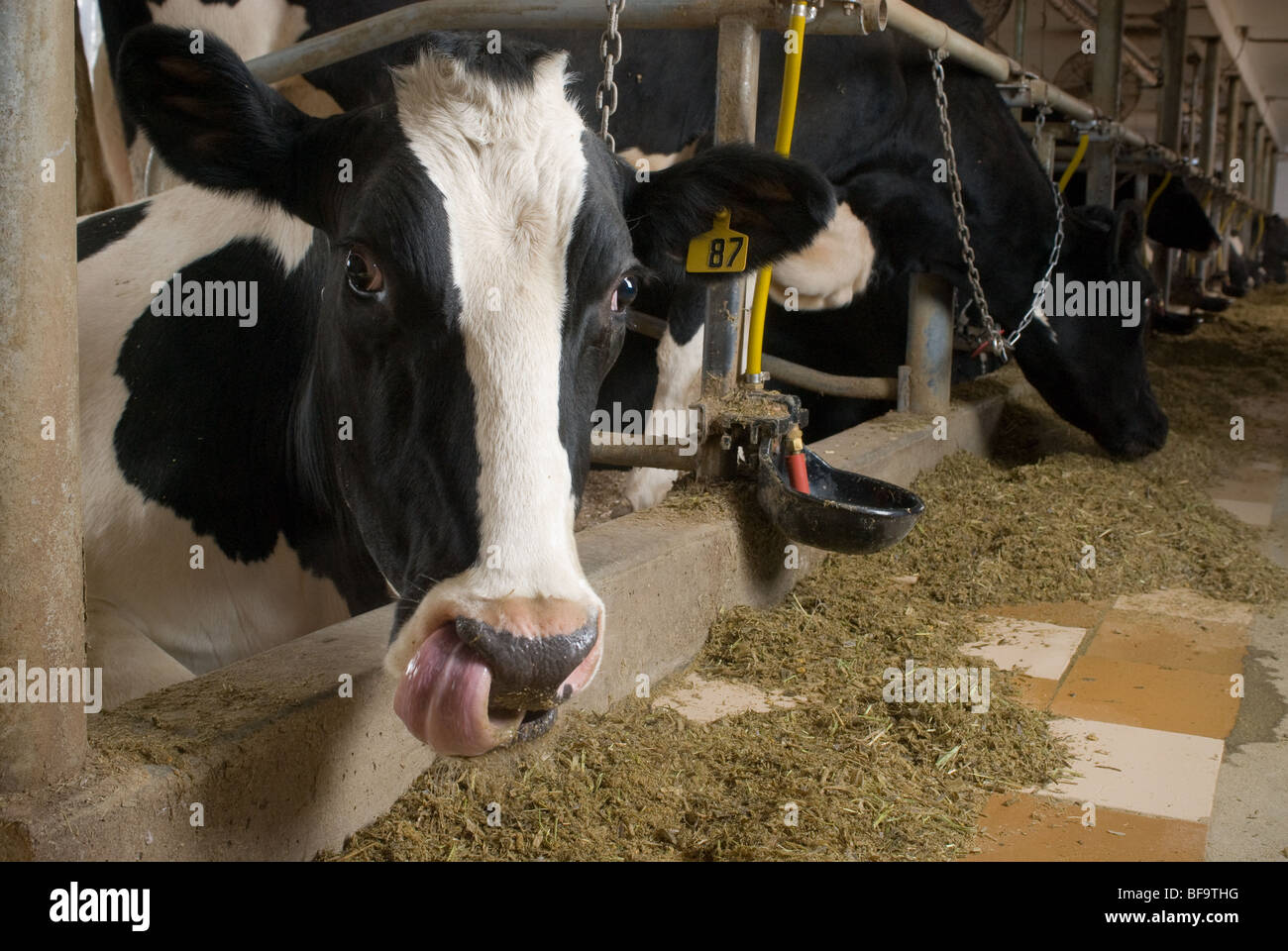 Dairy Cow licking nose Stock Photo Alamy
