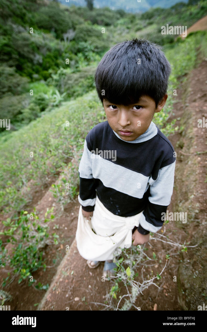 A small boy picking coca leaves near Coroico, Bolivia. Stock Photo