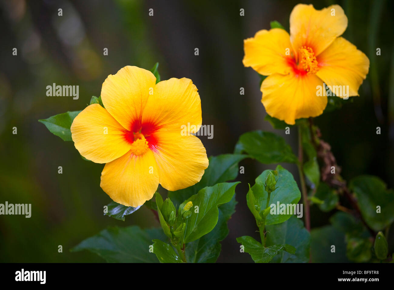 Yellow hibiscus flower Stock Photo Alamy