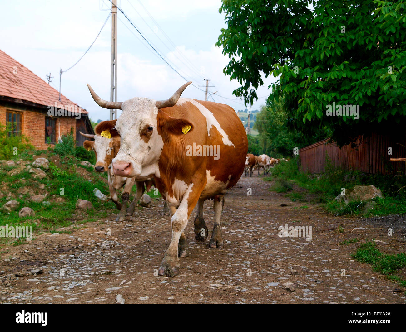 Europe cow old romanian traditonal hi-res stock photography and images -  Alamy