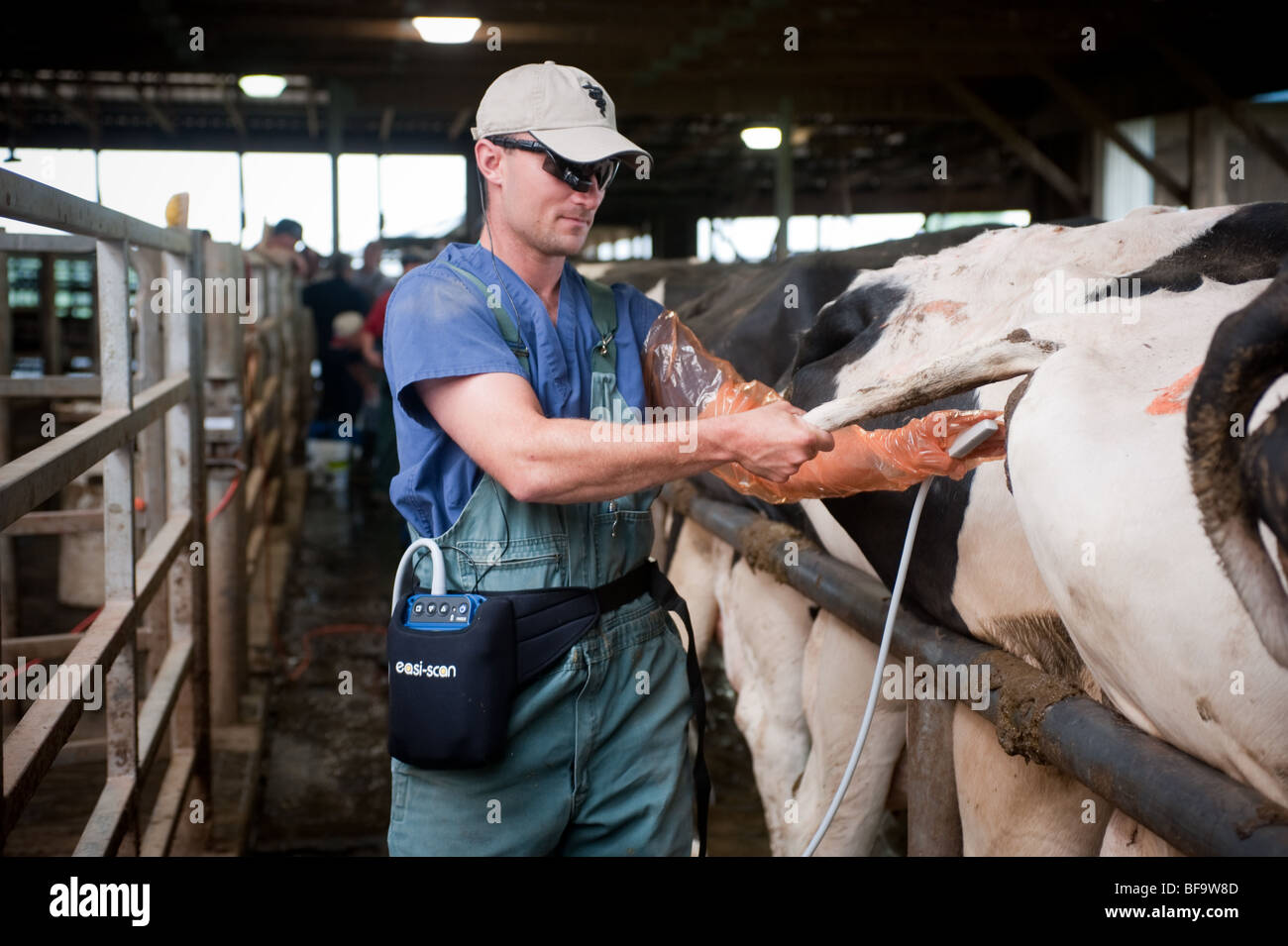 Vets pregnancy testing dairy cows using ultrasound equipment on farm