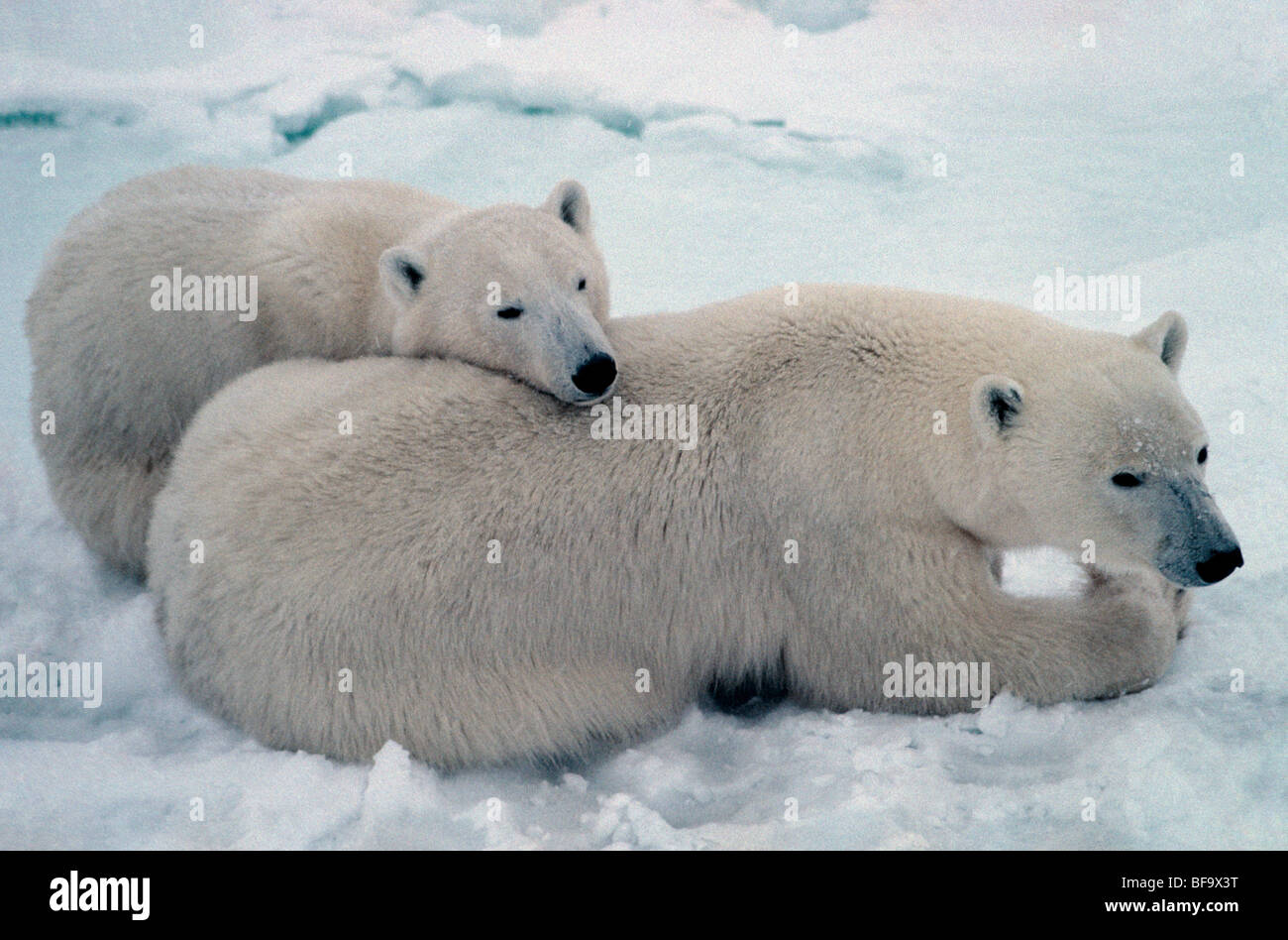 Polar bears family hi-res stock photography and images - Alamy
