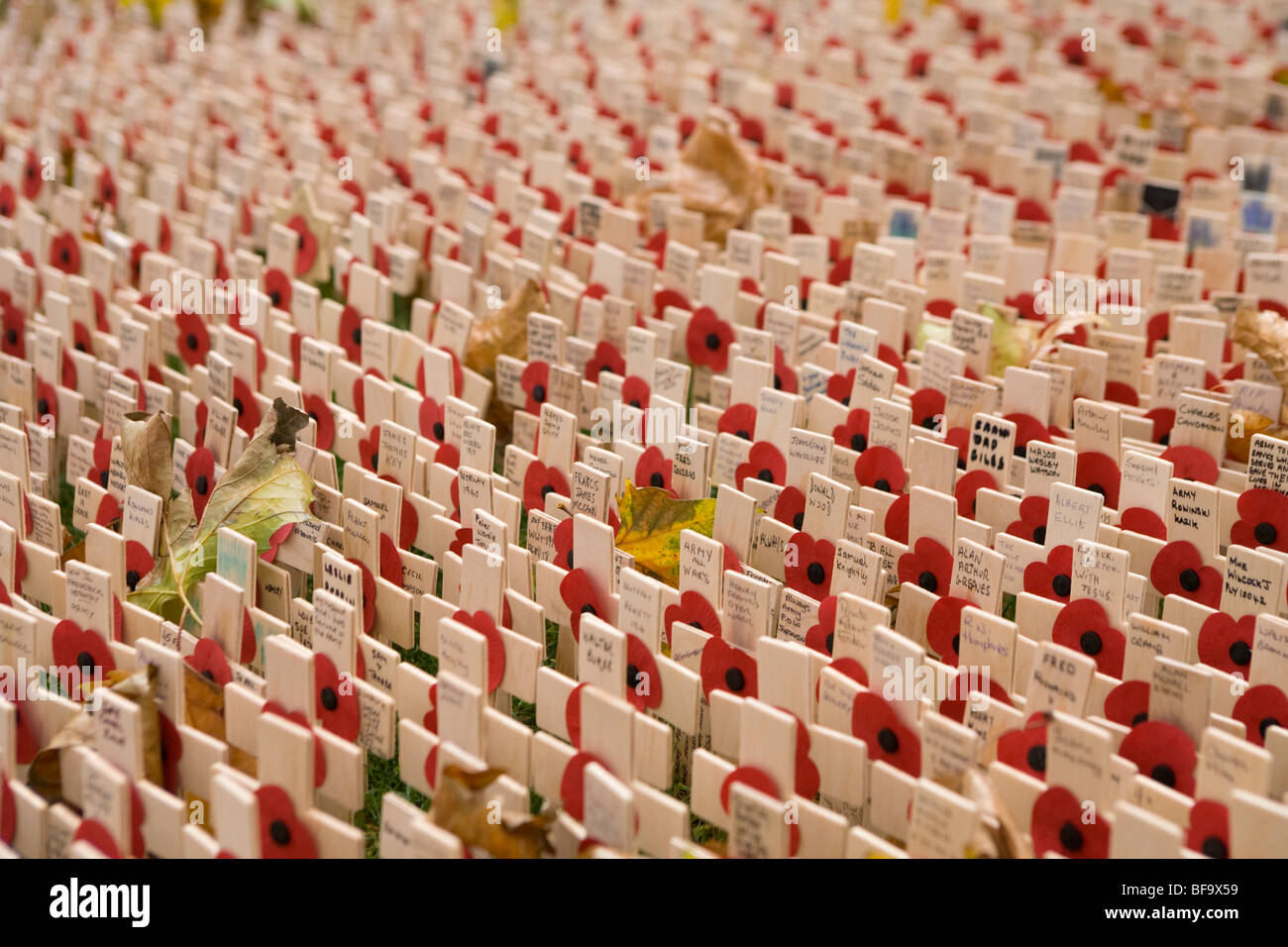 Thousands of crosses and poppies in the Garden of Remembrance at Westminster Abbey  honouring those killed in the first and War Stock Photo