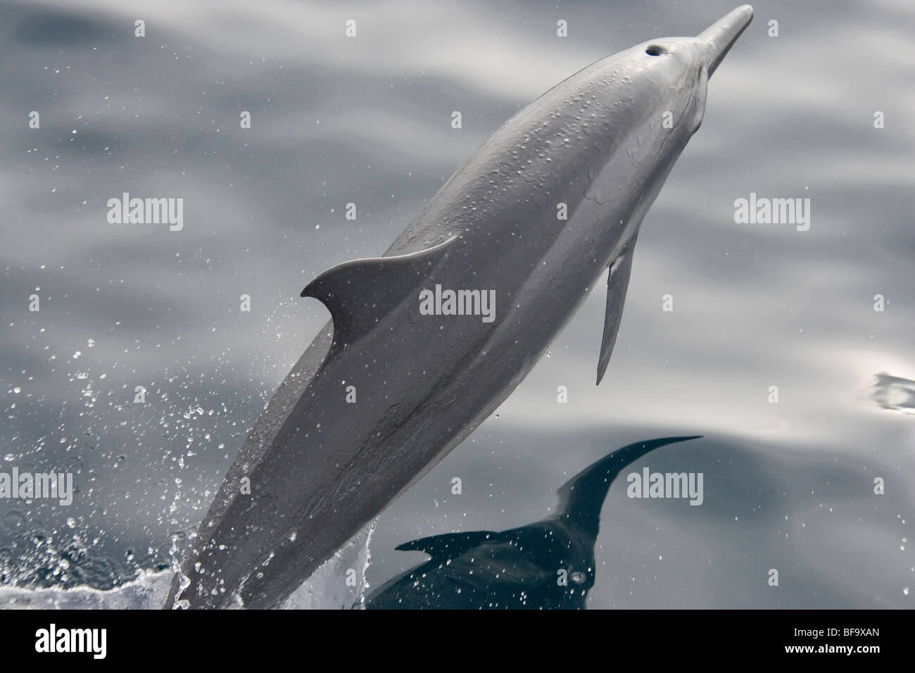 Spinner Dolphin, Stenella longirostris, beaching, Maldives, Indian Ocean. Stock Photo