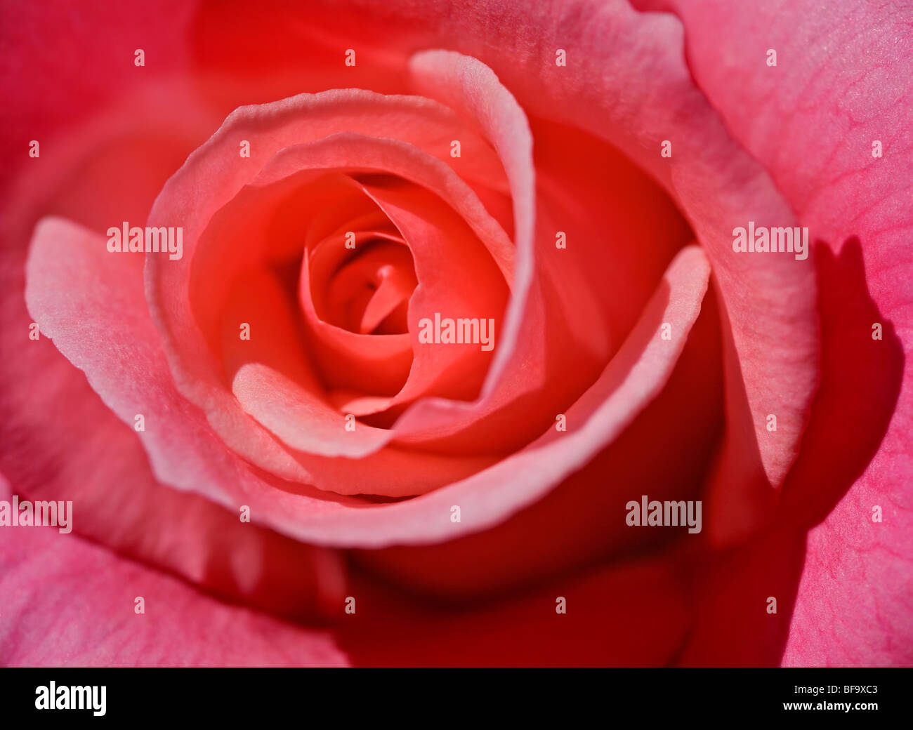Rose pink flower hi-res stock photography and images - Alamy