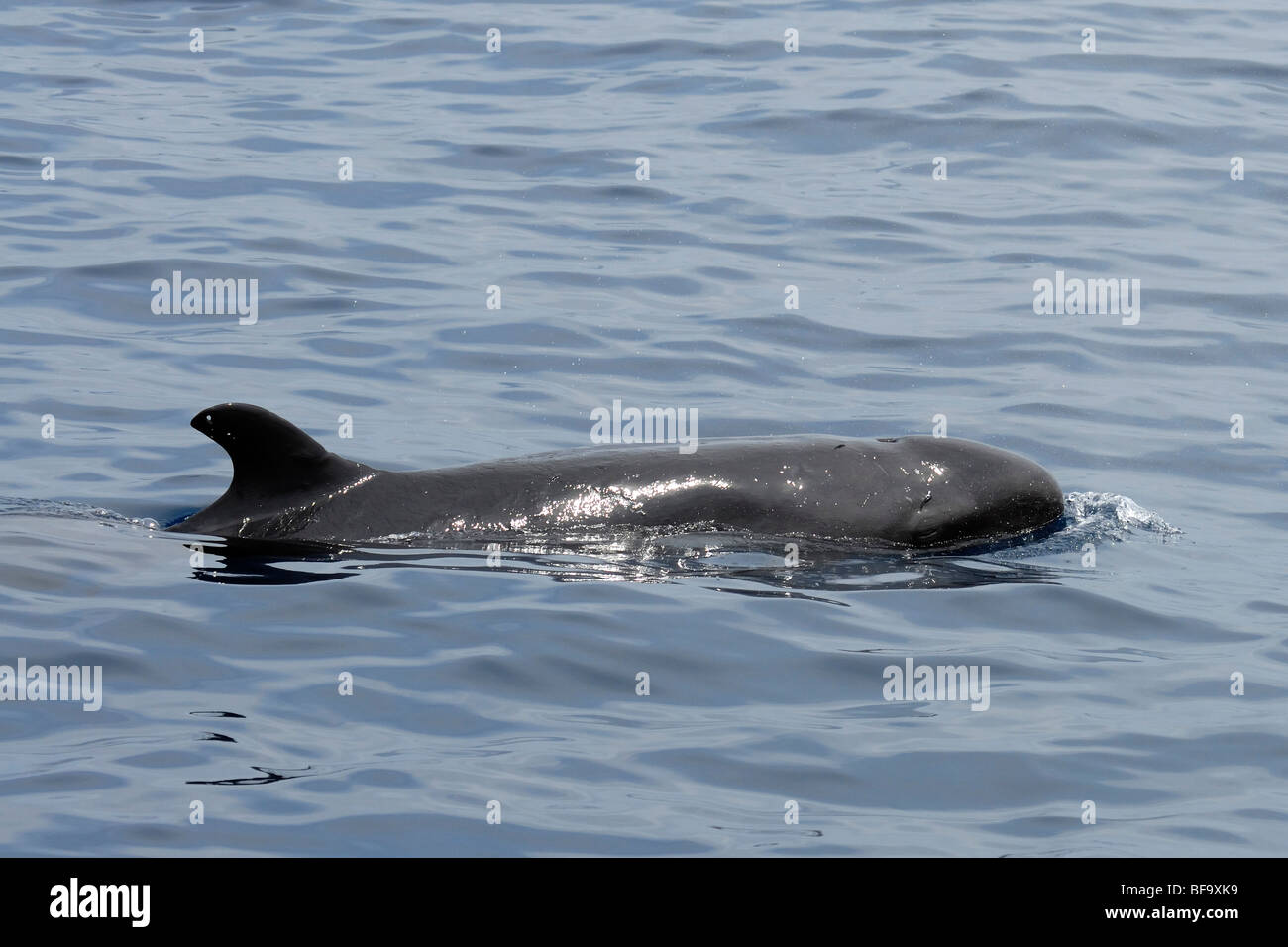 False Killer Whale, Pseudorca crassidens, surfaces right next to whale watch boat, Maldives, Indian Ocean. Stock Photo