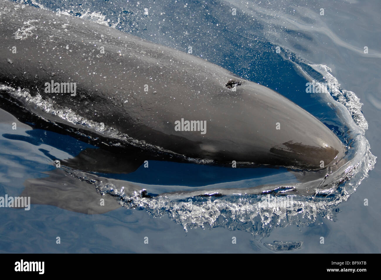 False Killer Whale, Pseudorca crassidens, surfaces right next to whale watch boat, Maldives, Indian Ocean. Stock Photo