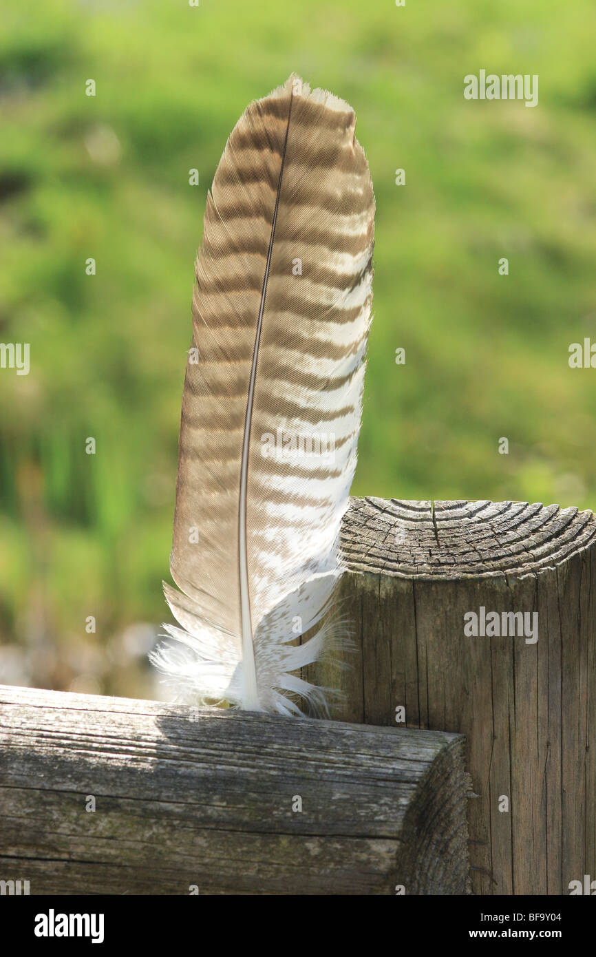 Buzzards Feather (Buteo buteo) Stock Photo