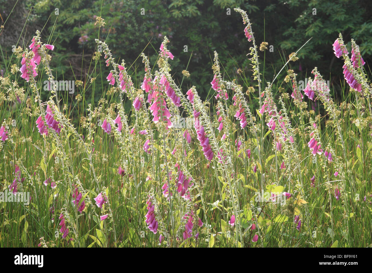 Foxgloves (Digitalis purpurea) in wildflower bank Stock Photo