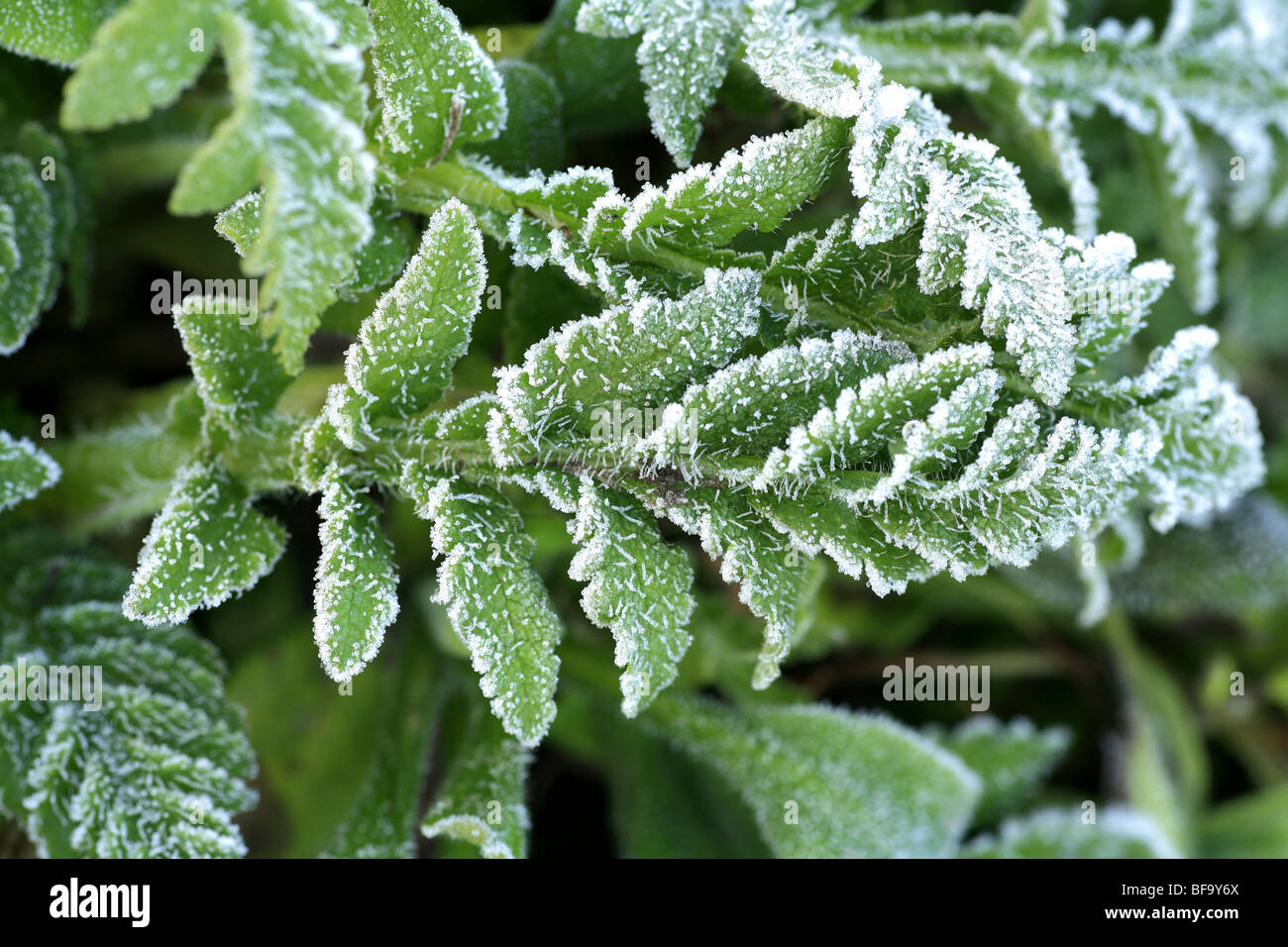 Close up of Bright green foliage in early spring covered in frost Stock Photo