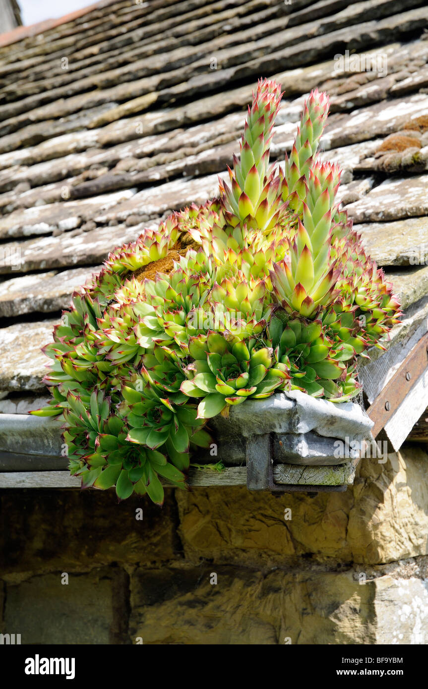 plant growing in lead gutter English country garden Stock Photo Alamy