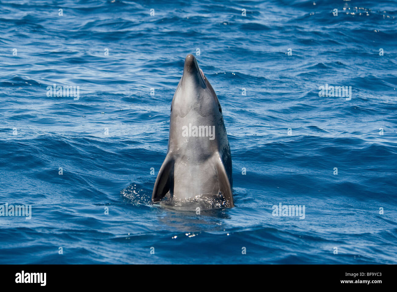 Common Bottlenose Dolphin, Tursiops truncatus, spyhopping, Costa Rica, Pacific Ocean. Stock Photo